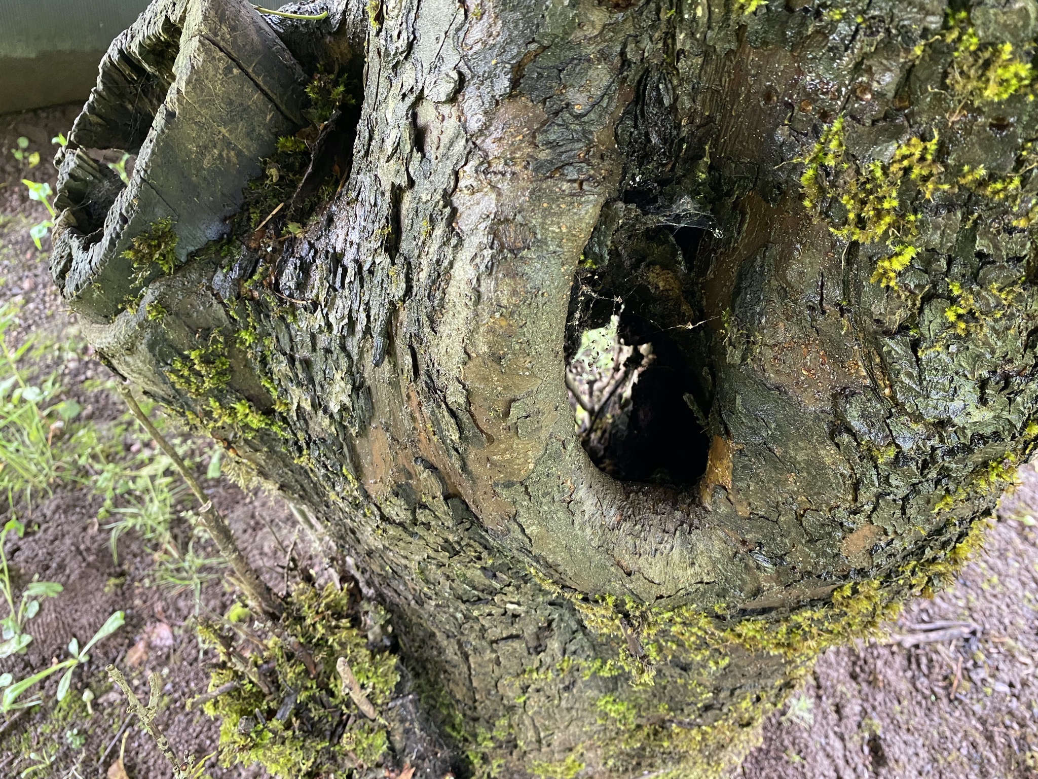 Apple tree