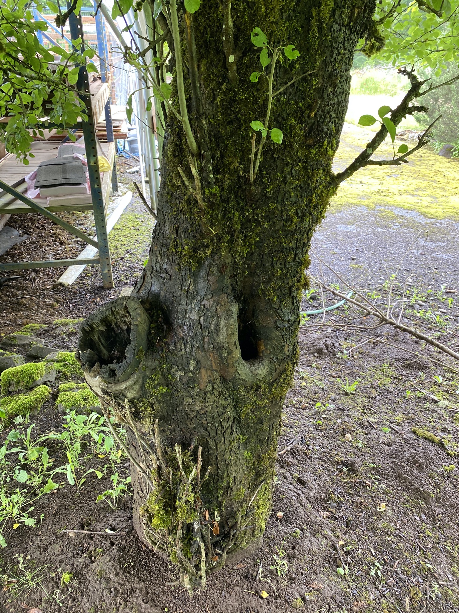 Apple tree