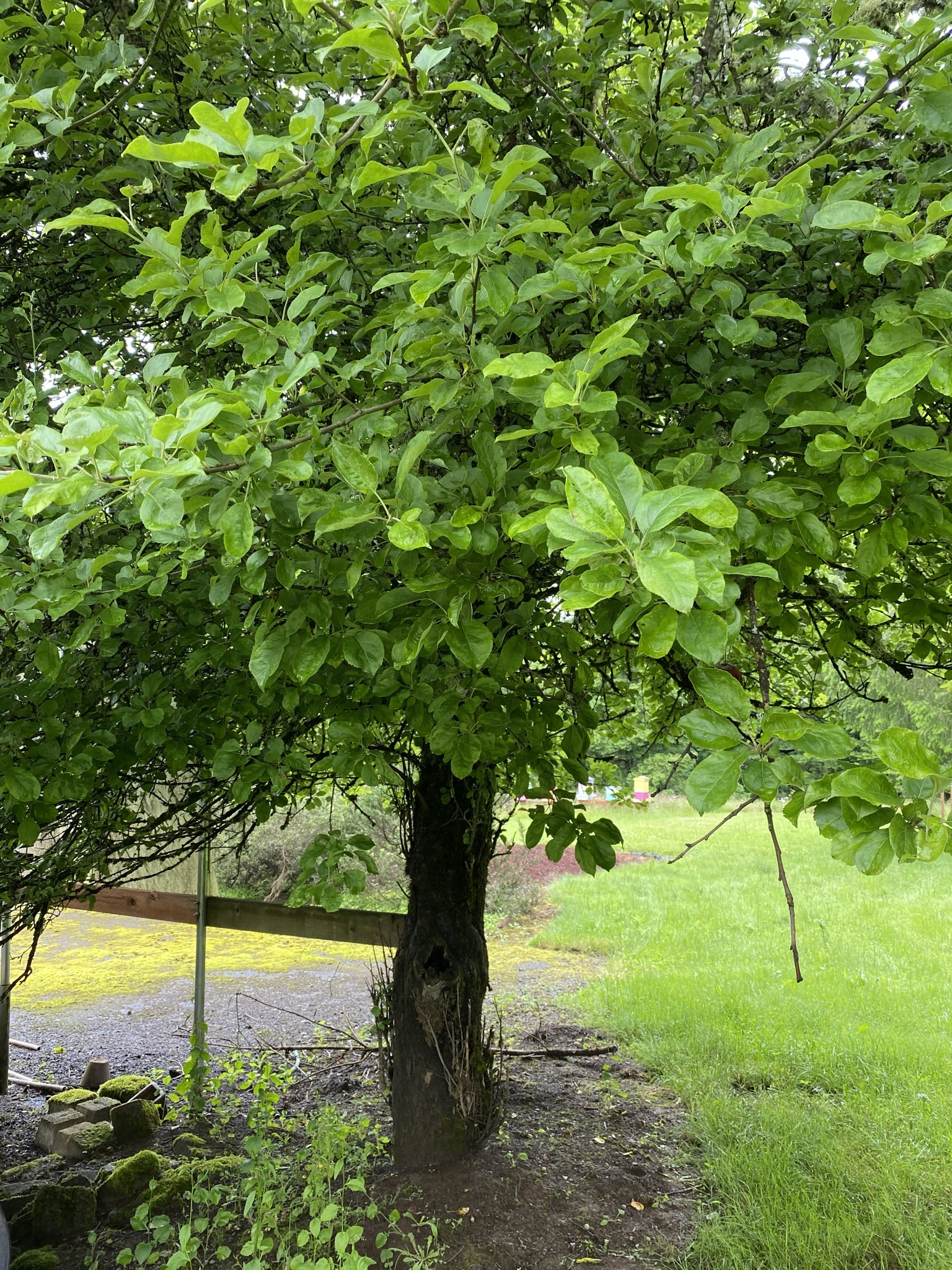 Apple tree