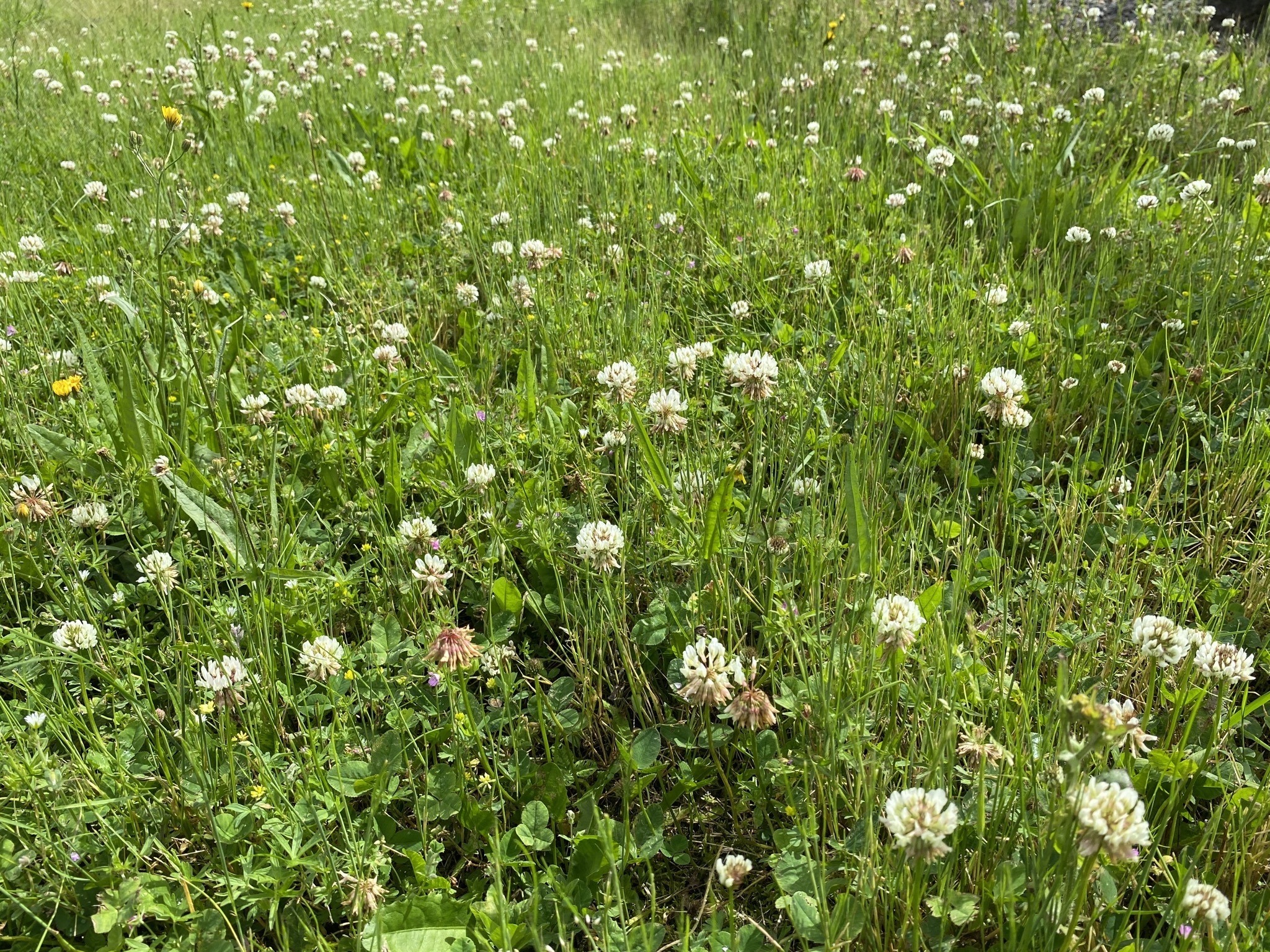 Bees on clover