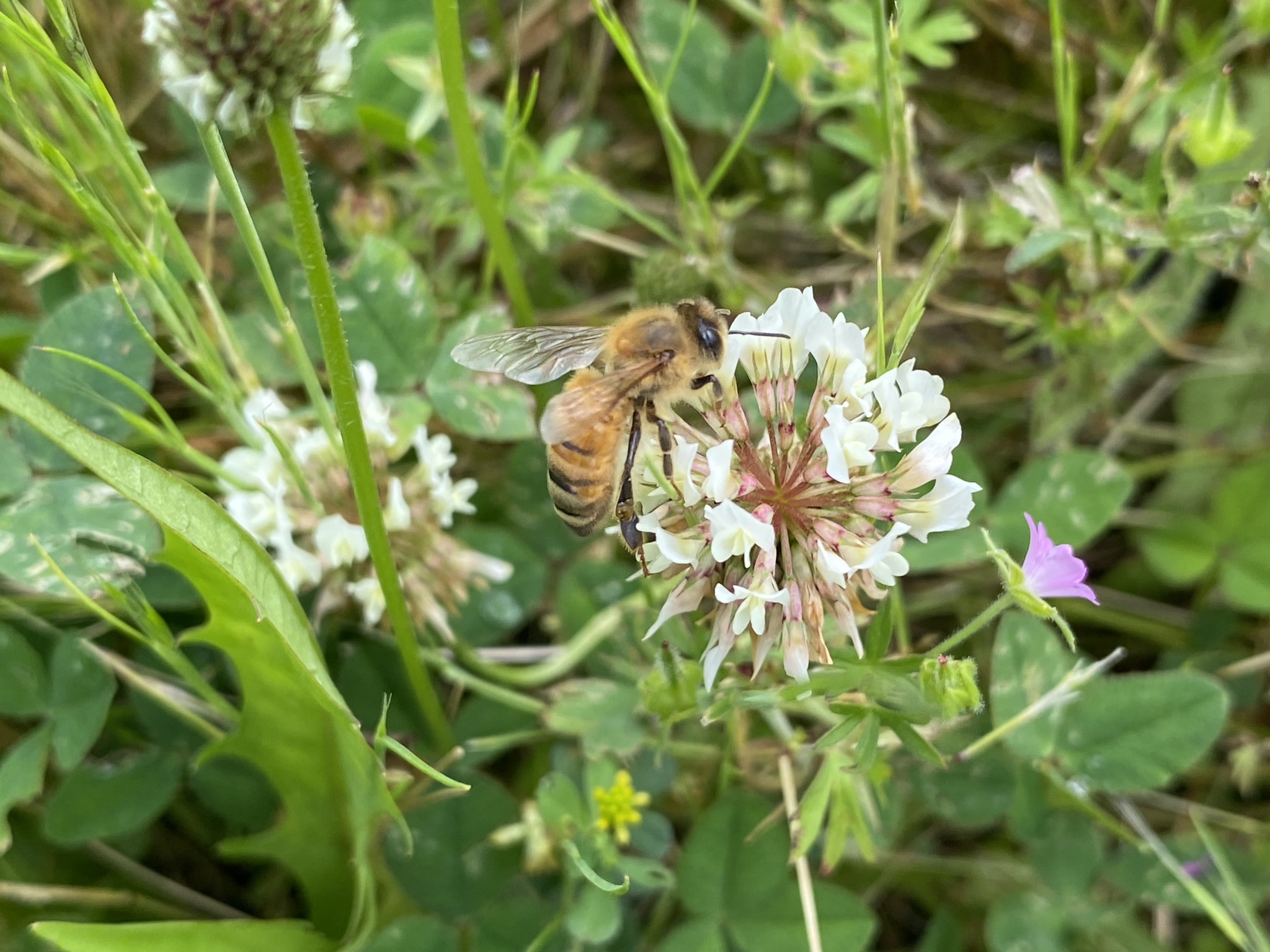 Bee on clover