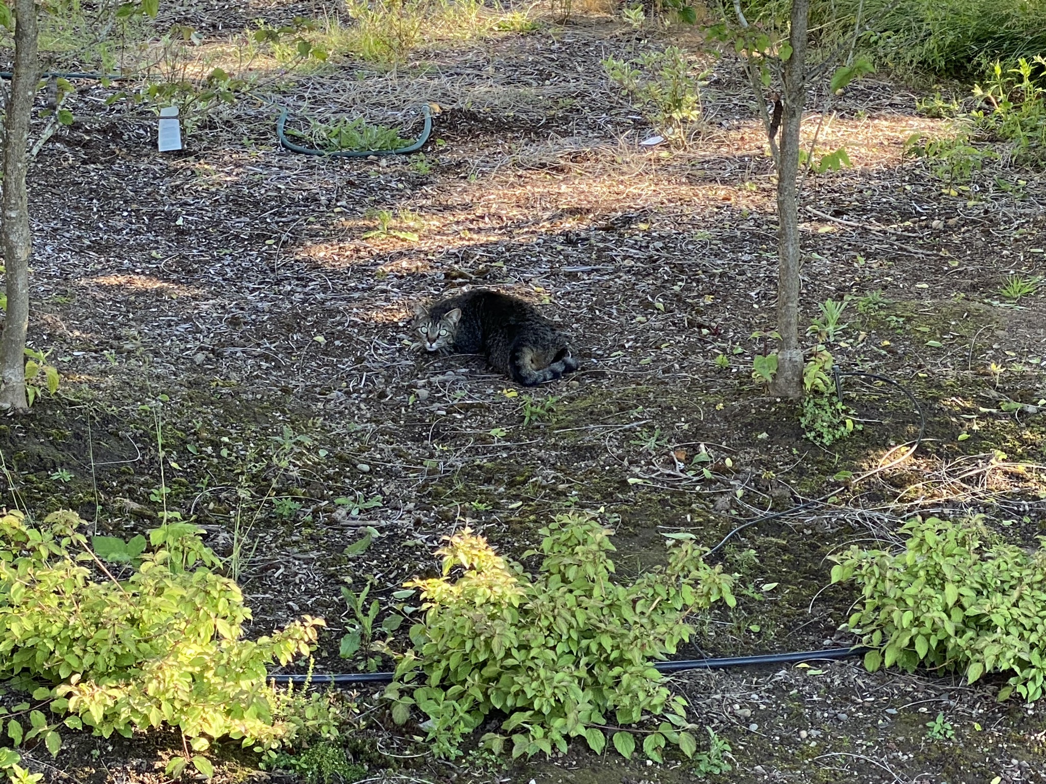 Pommie