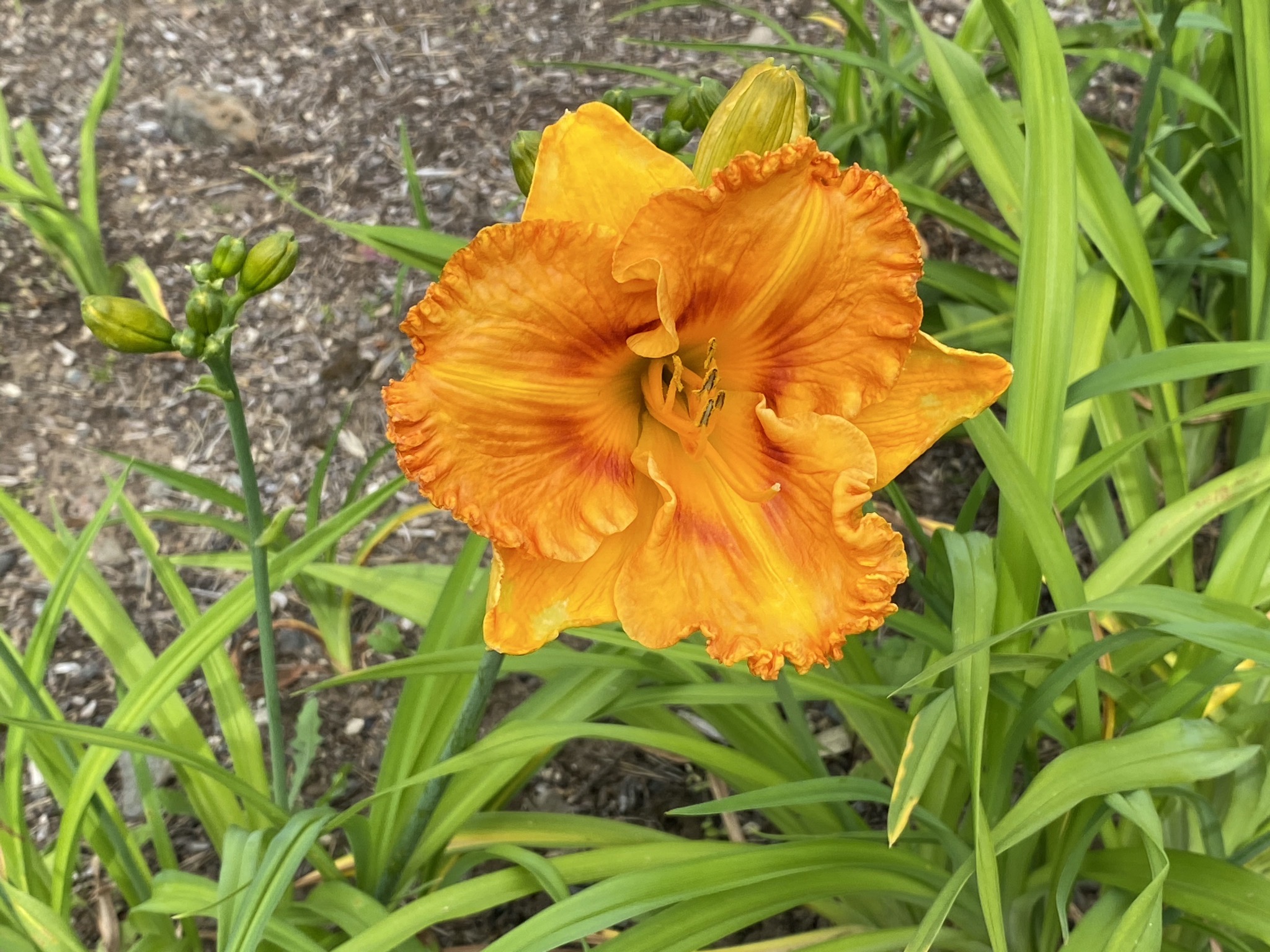 Daylily