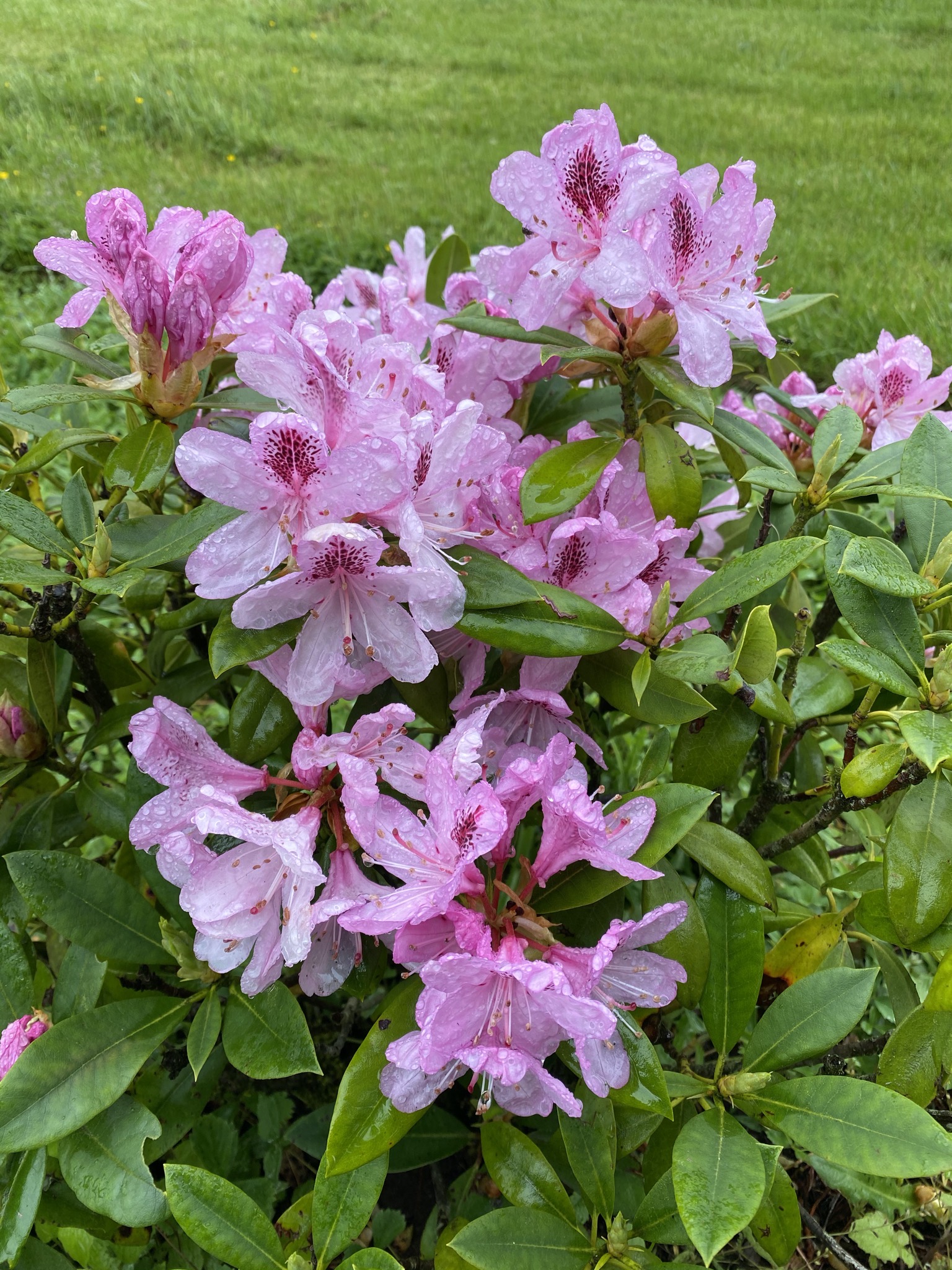 Rhododendron
