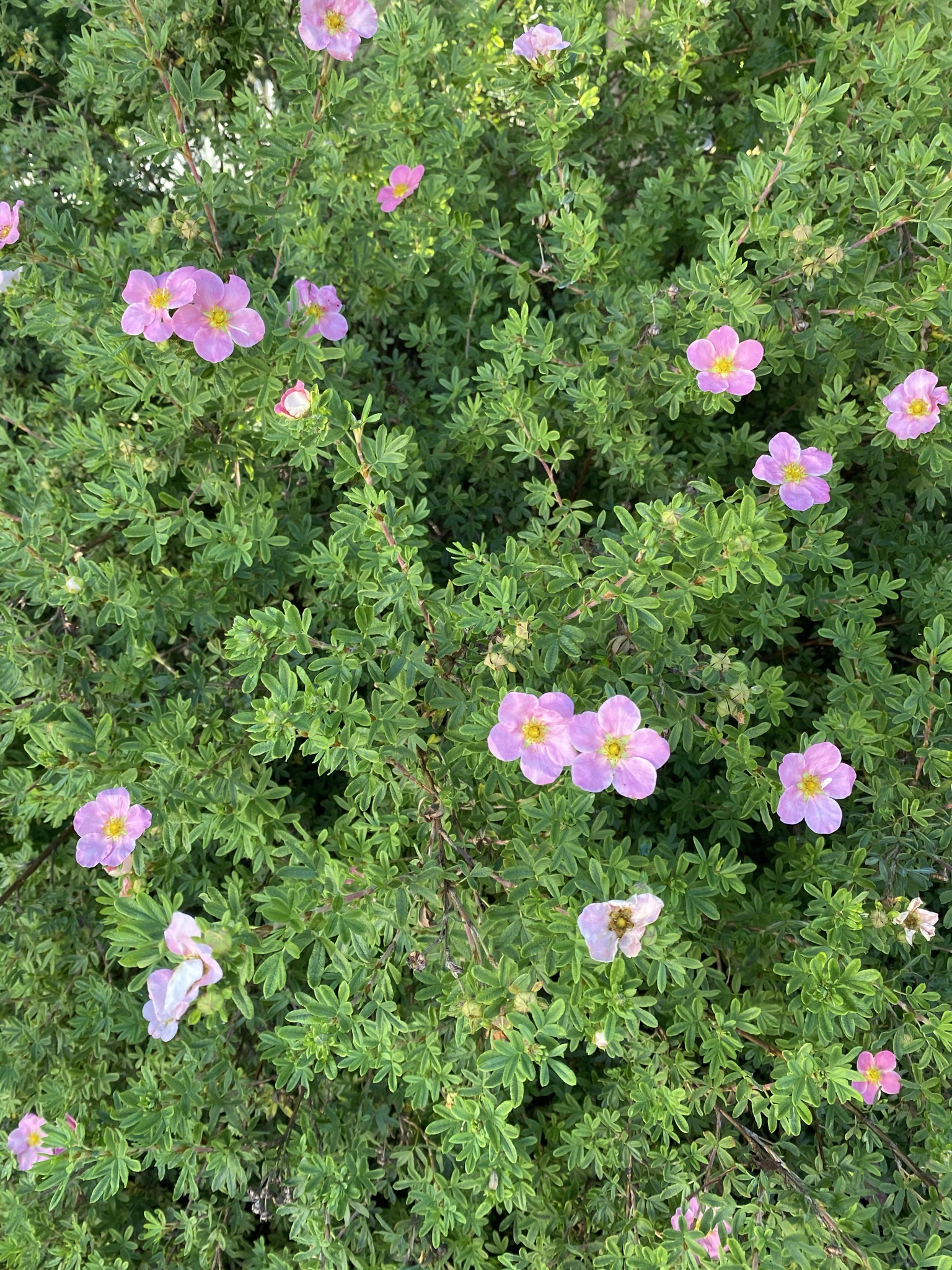 Rock rose