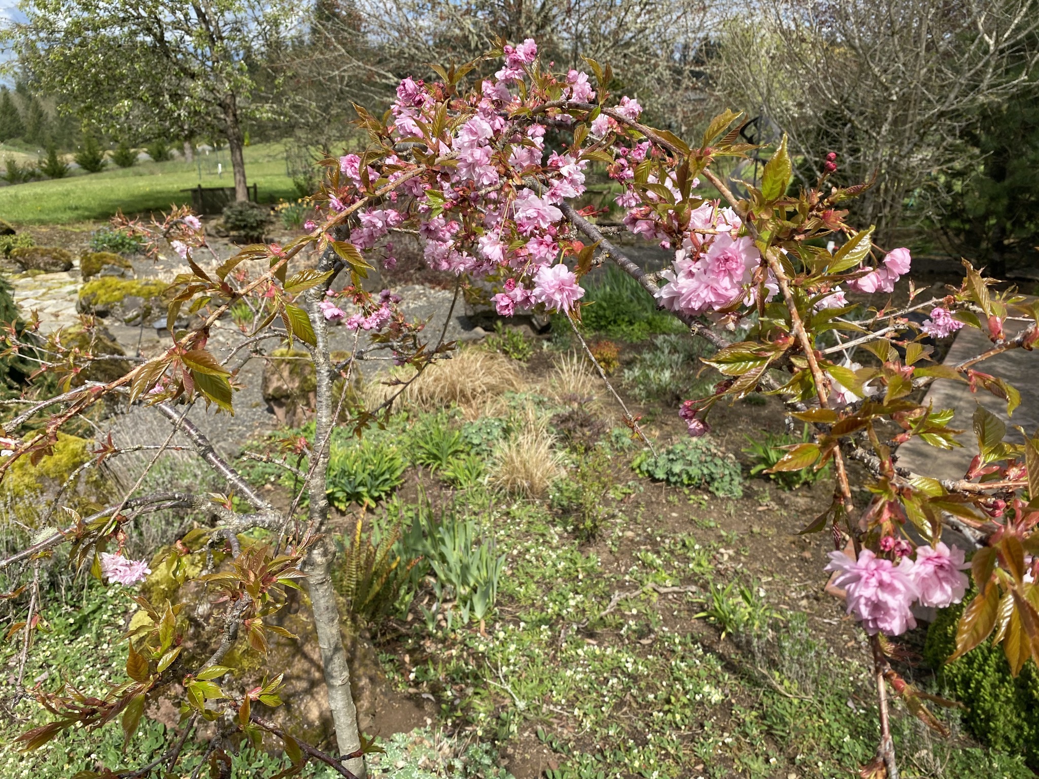 Flowering cherry tree