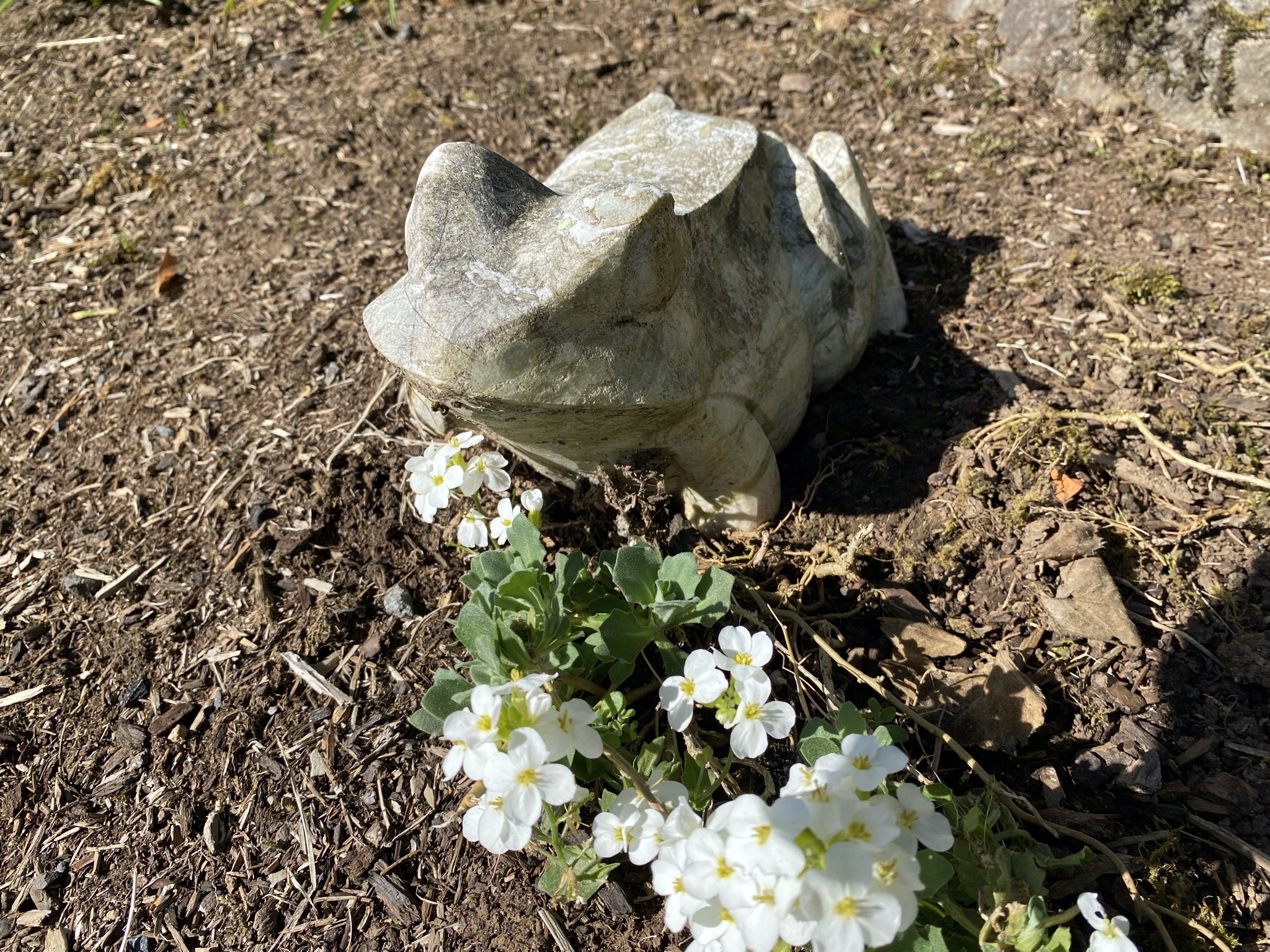 Stone frog and flowers