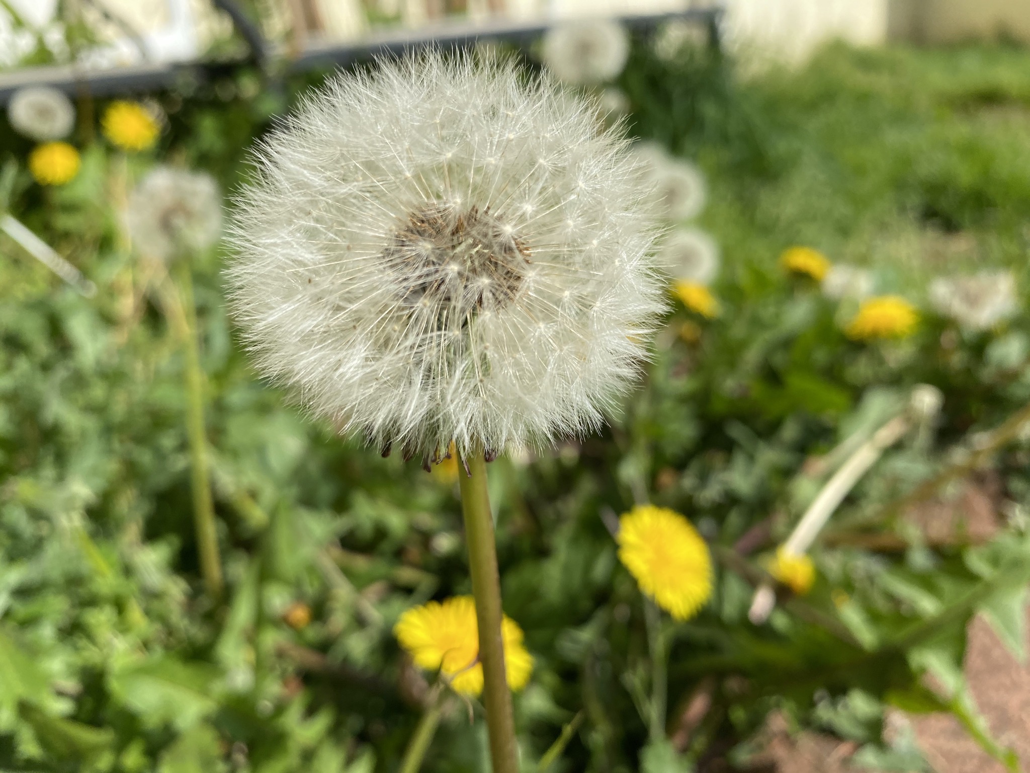 Dandelions
