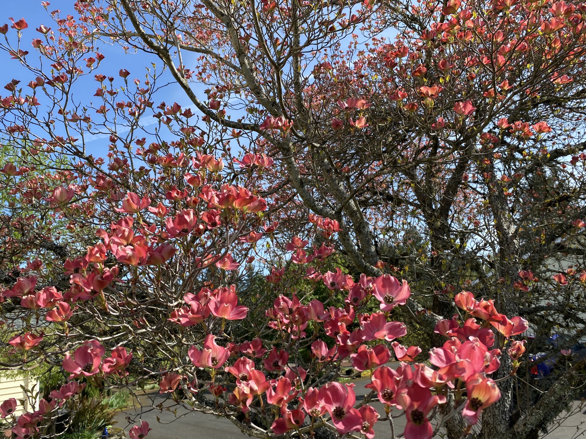 Dogwood tree