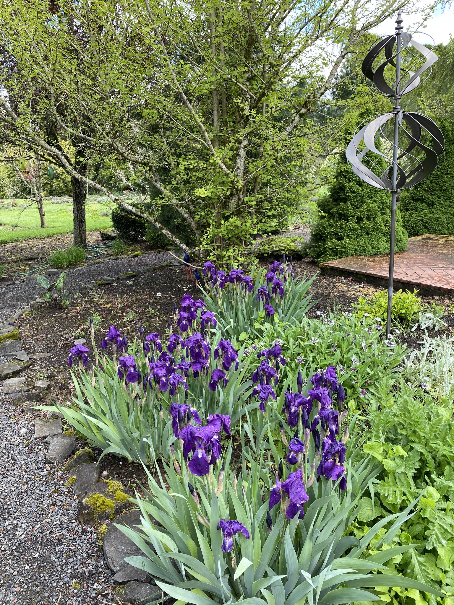 Irises