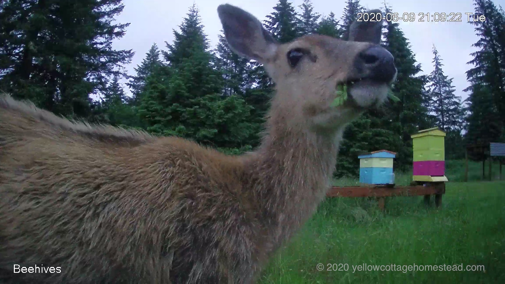 Deer