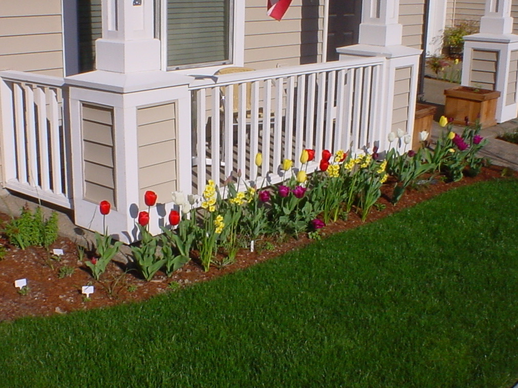 Townhouse tulips