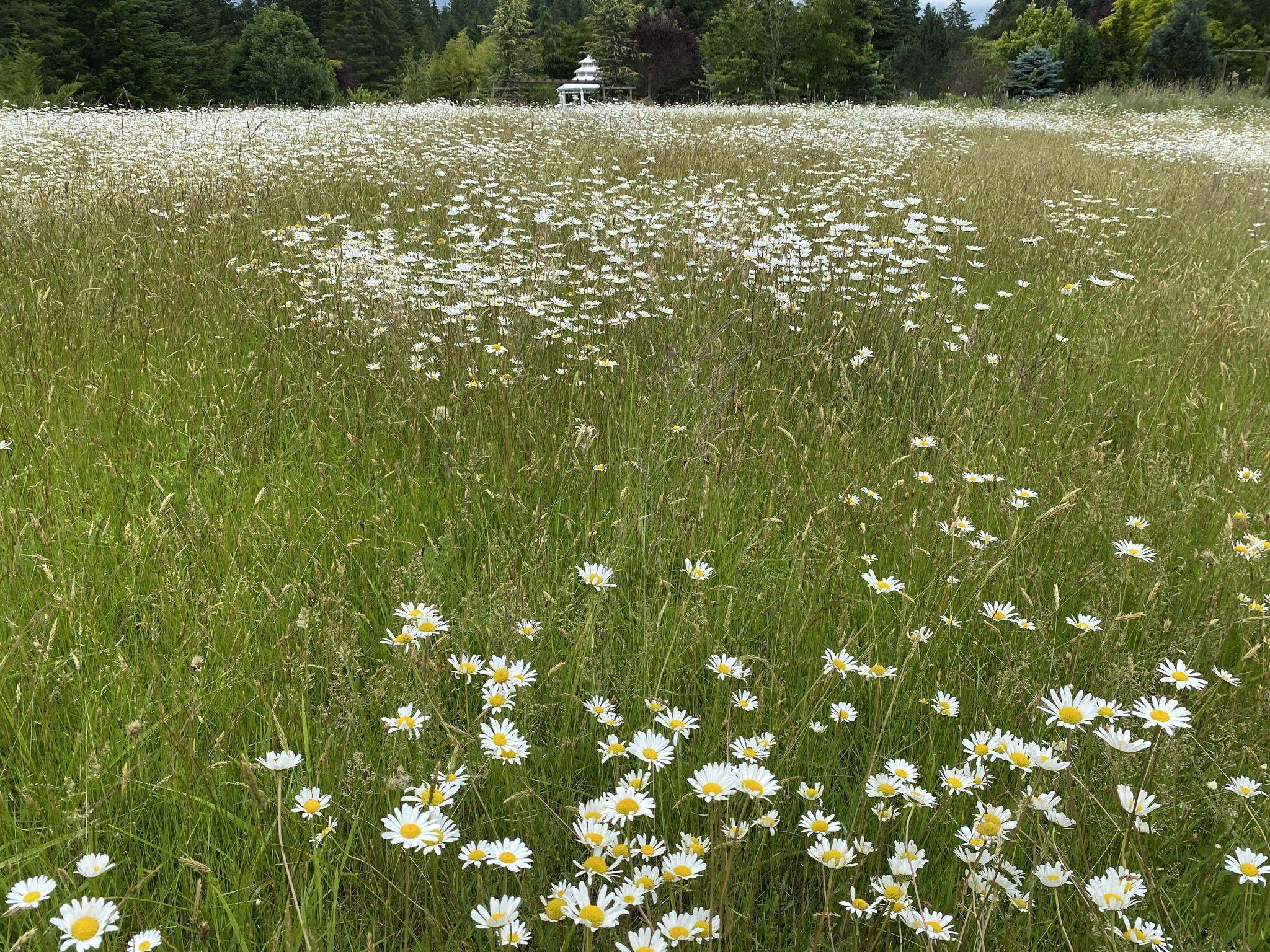 Daisies