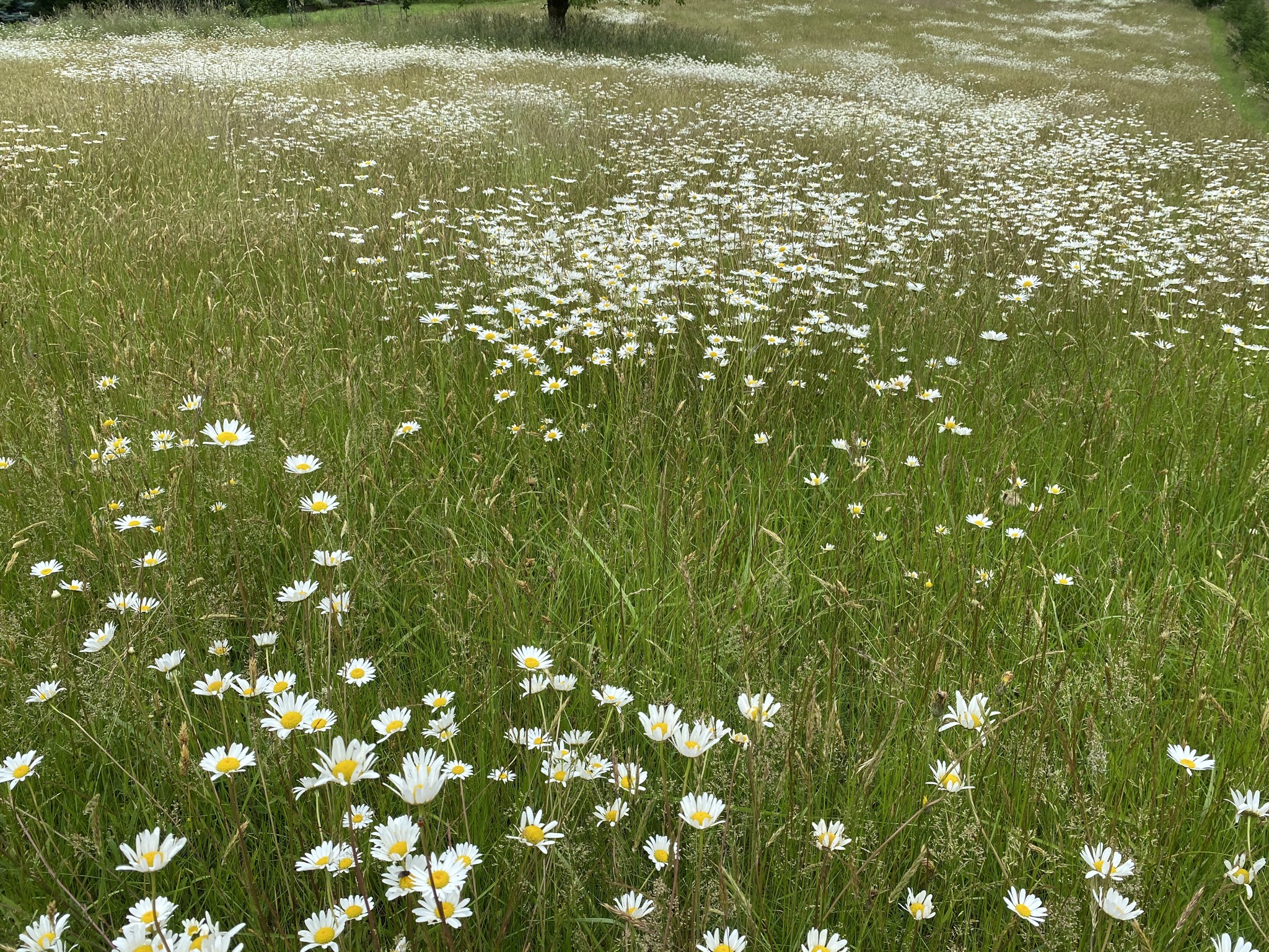 Daisies