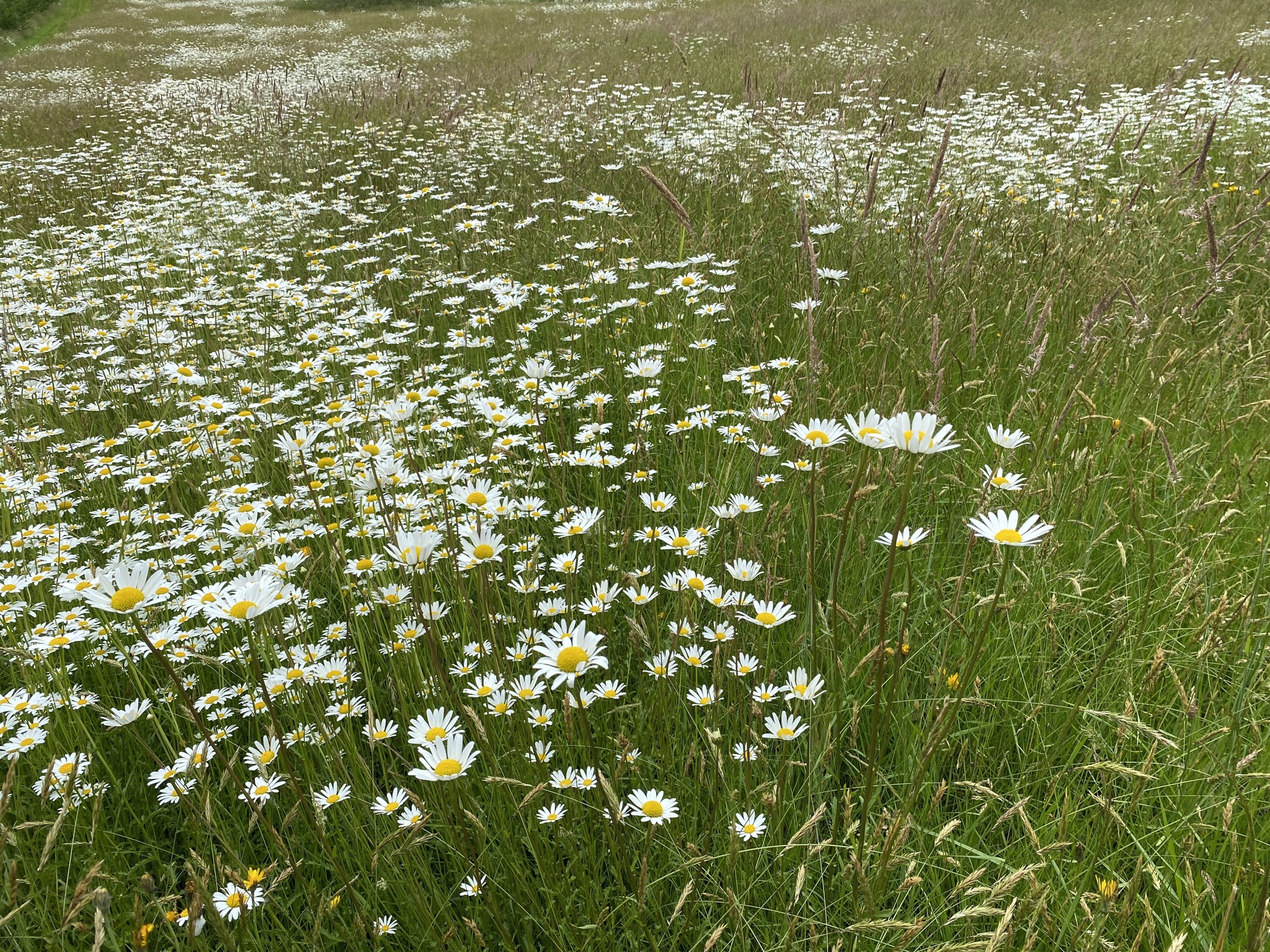 Daisies