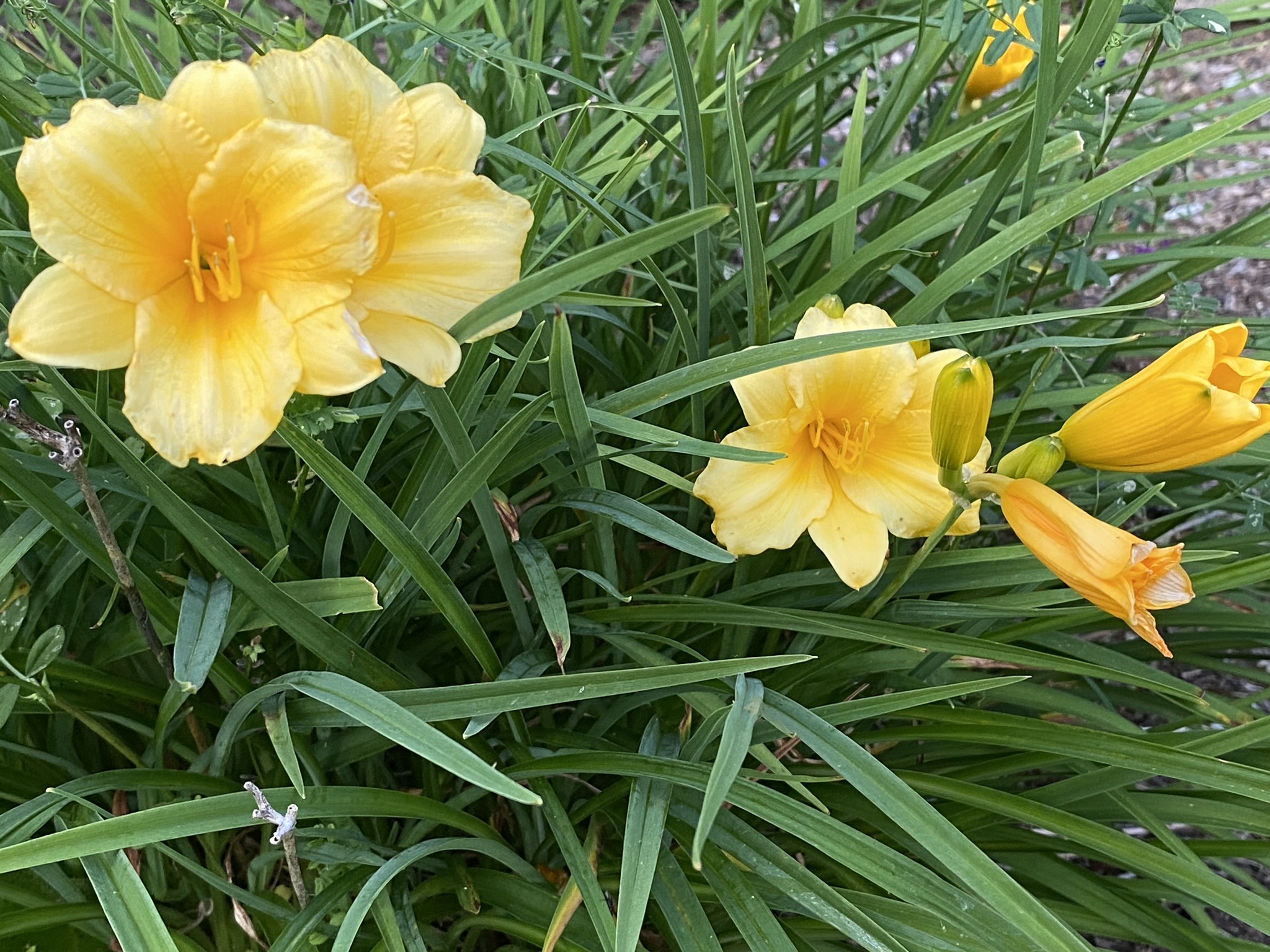 Daylilies
