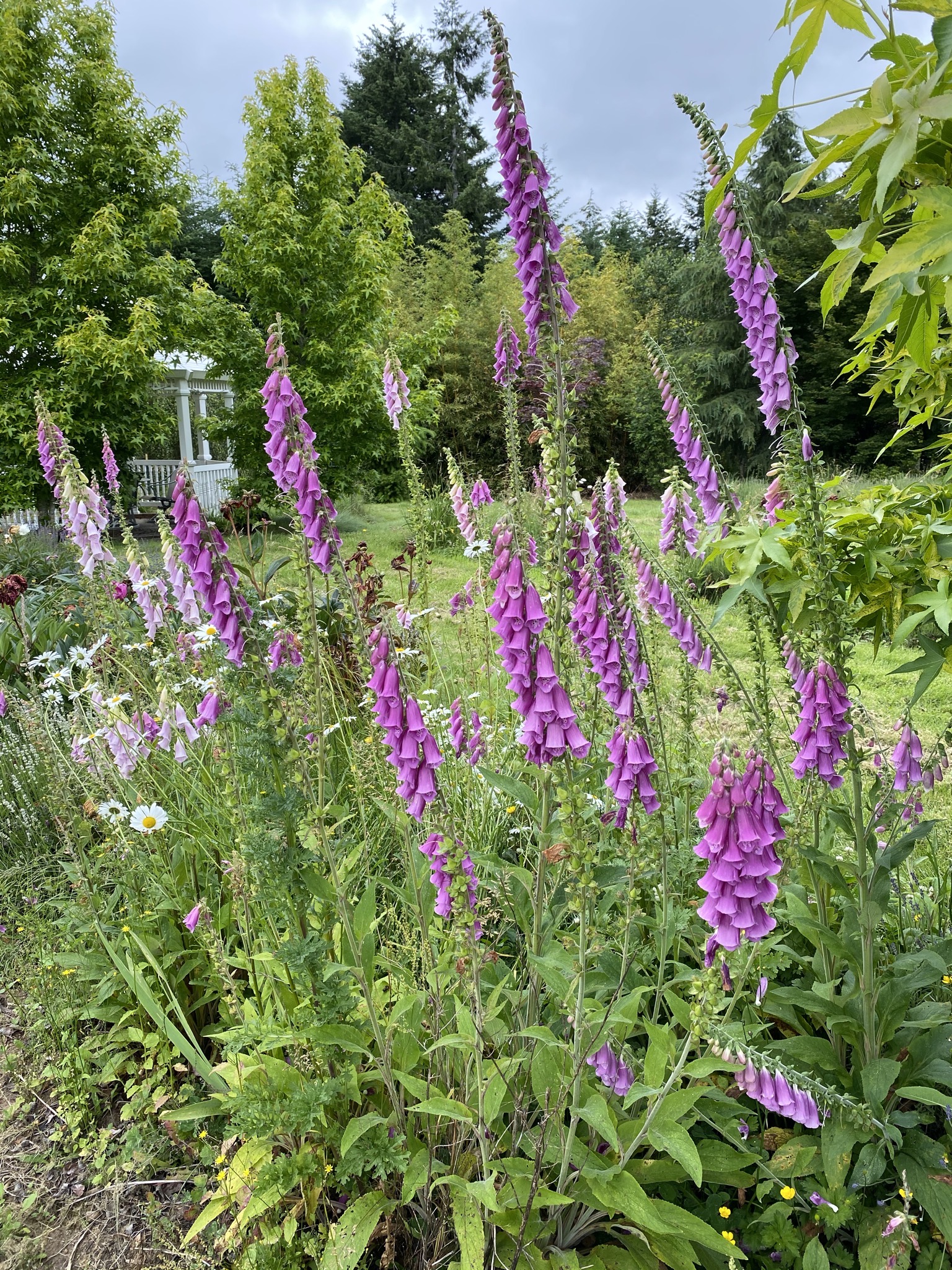Foxgloves