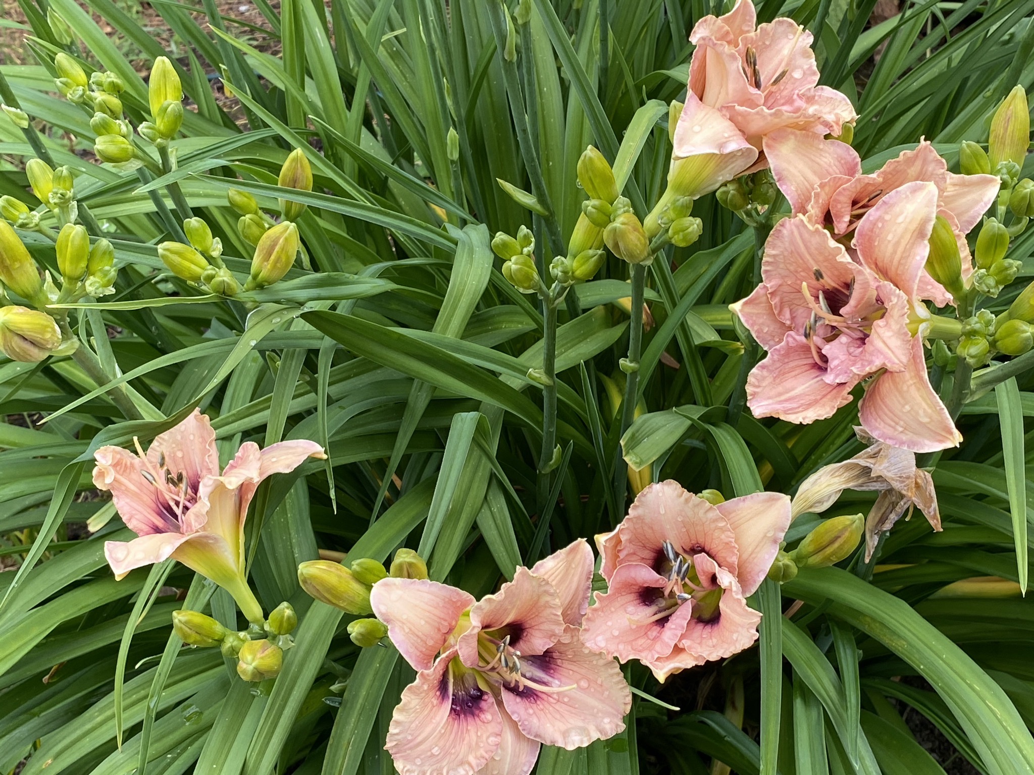 Daylilies