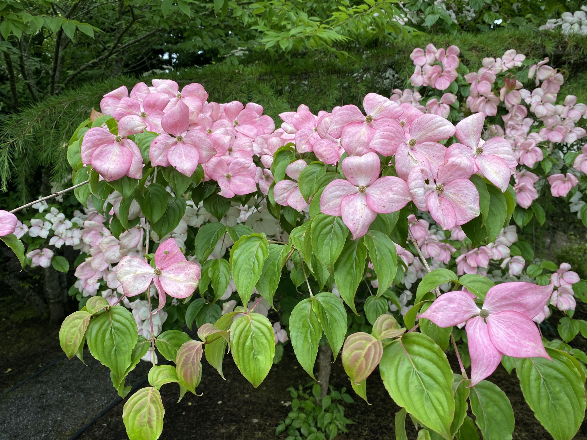 Dogwood tree