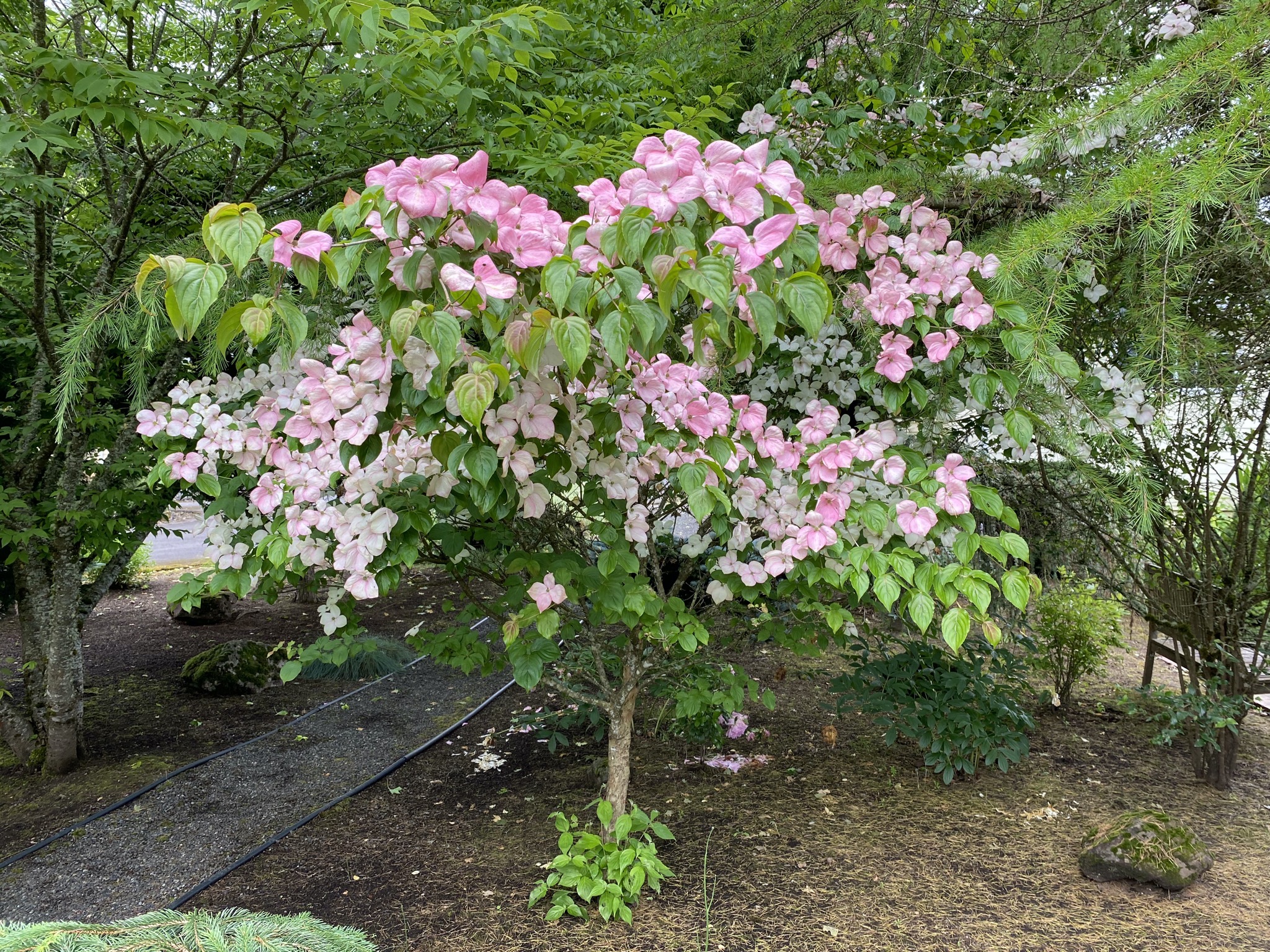 Dogwood tree