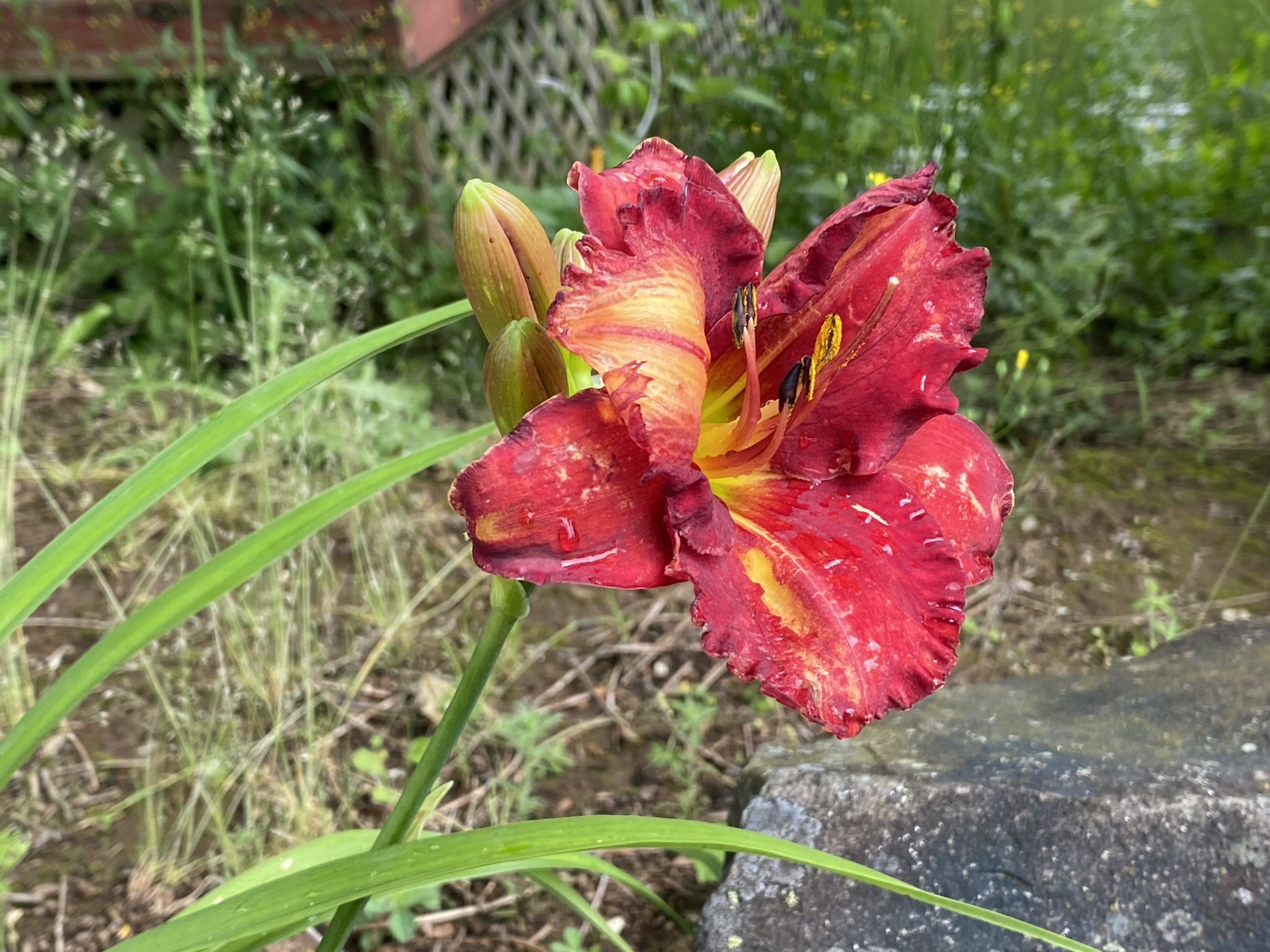 Daylily