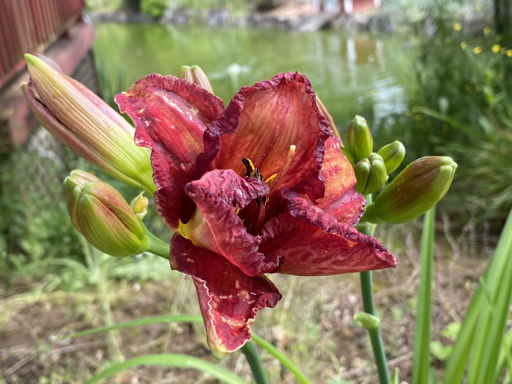 Daylily