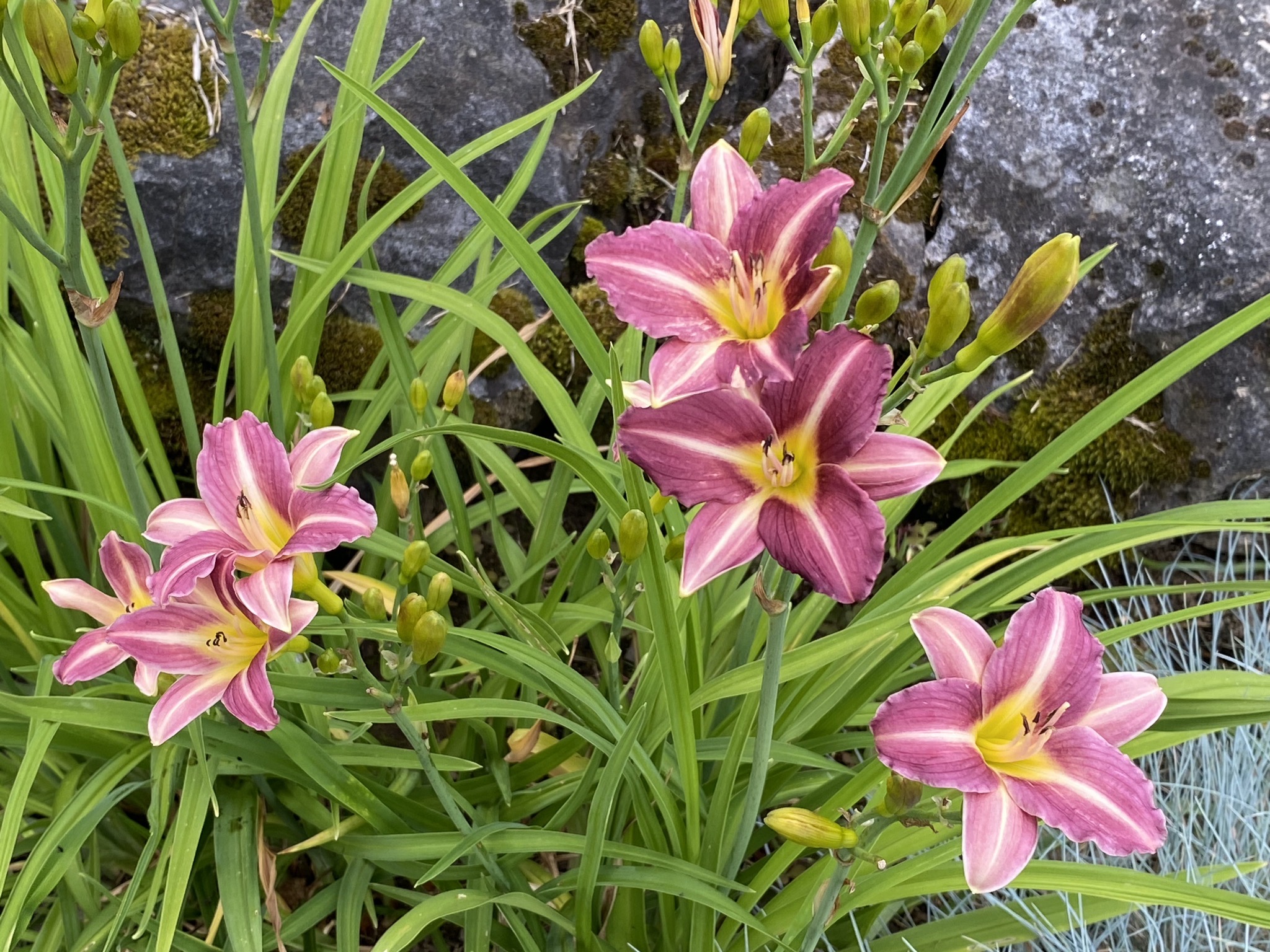 Daylily