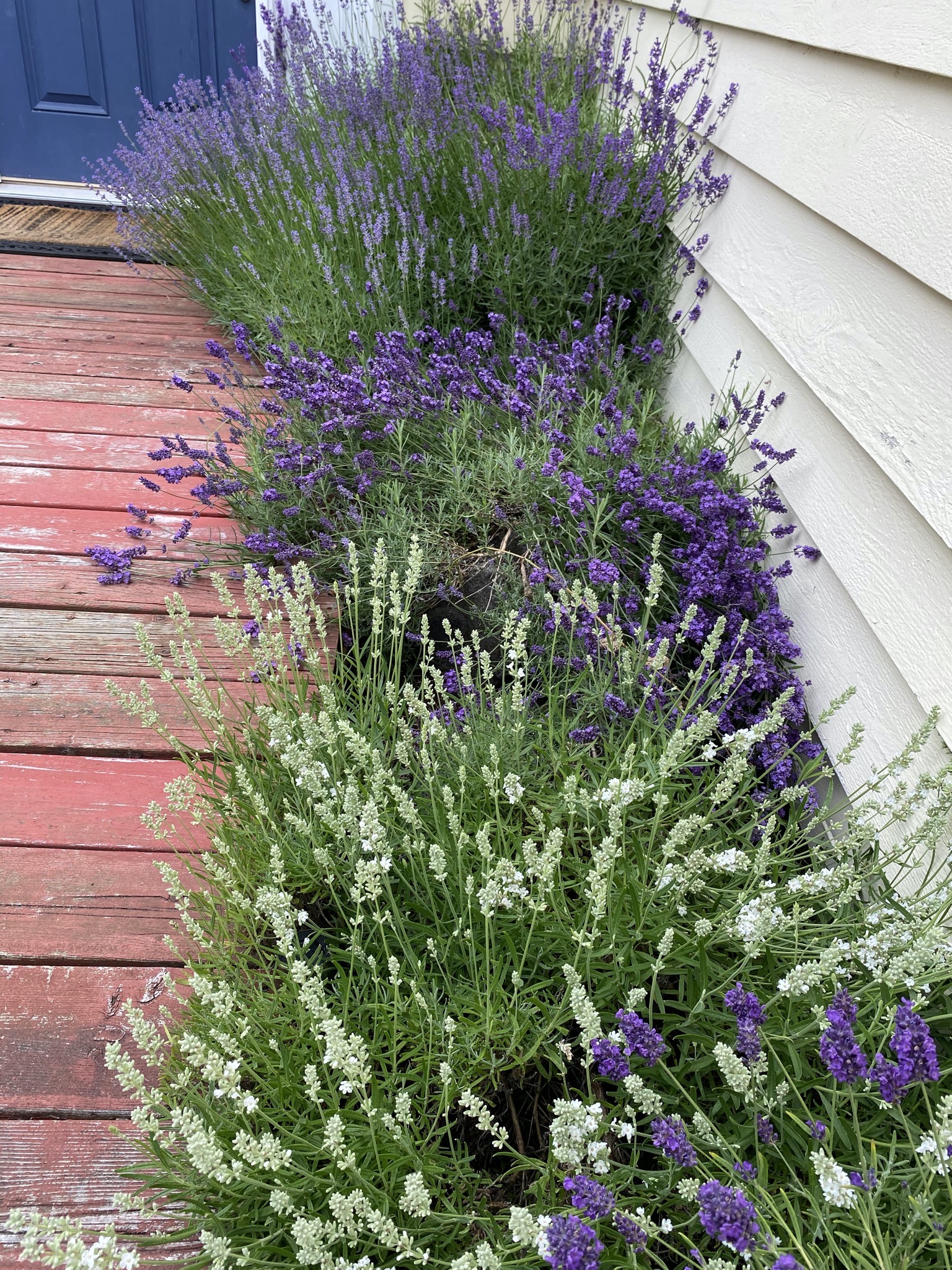 Lavender