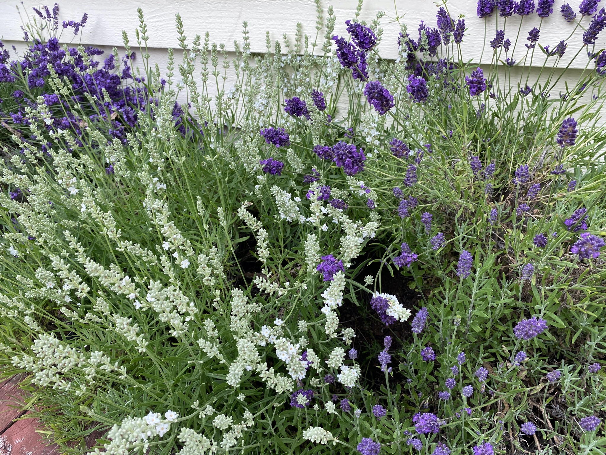 Lavender
