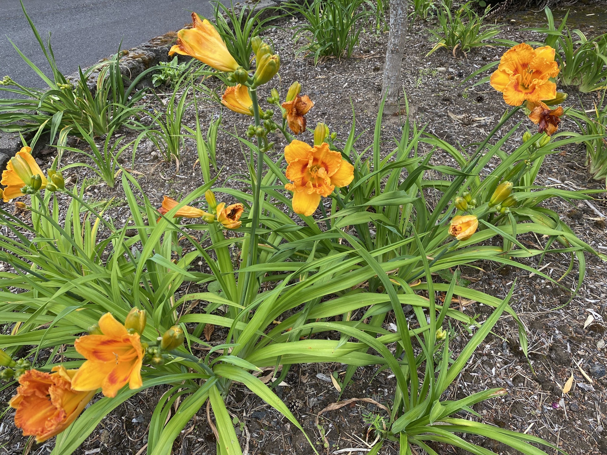 Daylilies