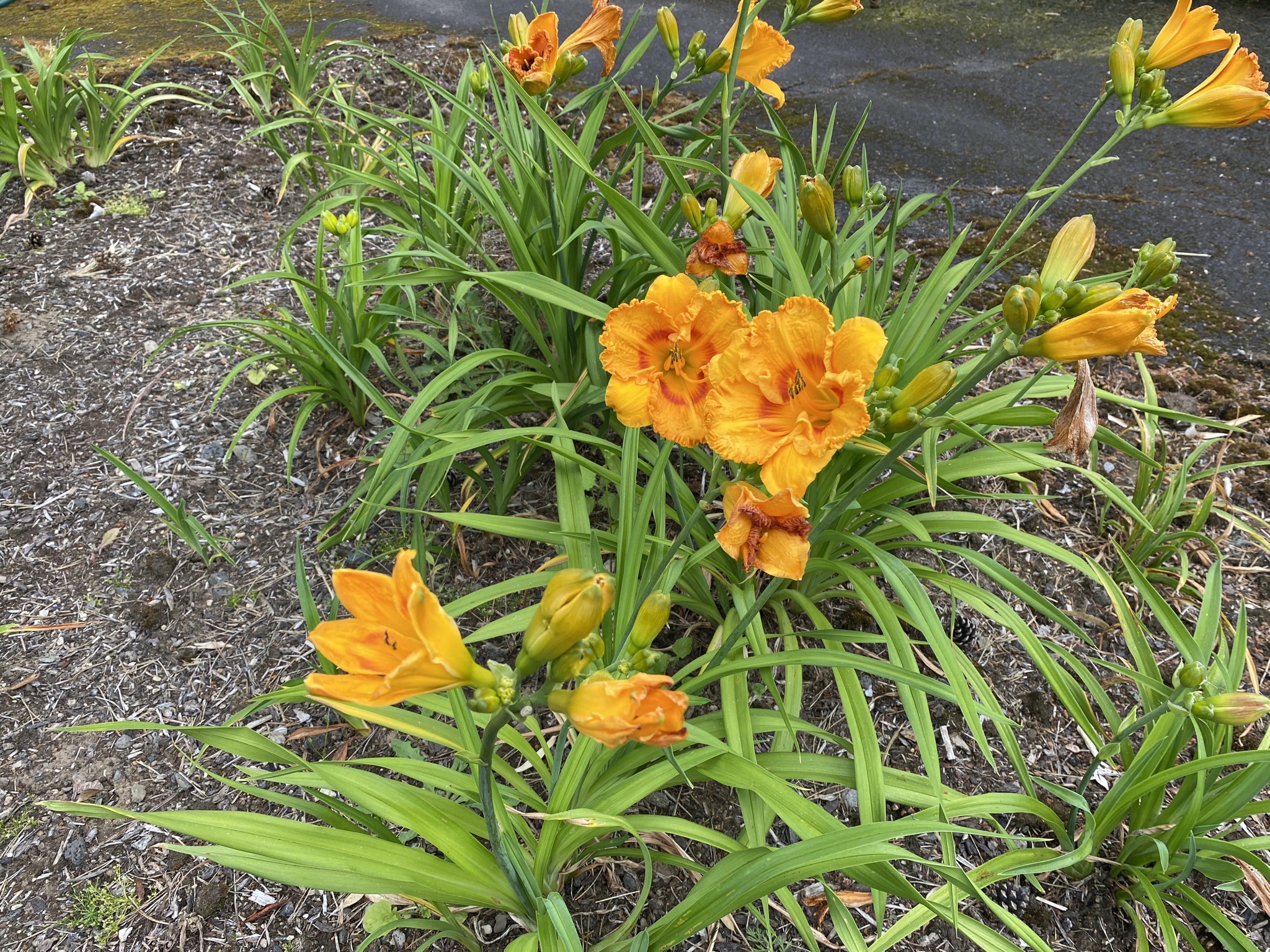 Daylilies