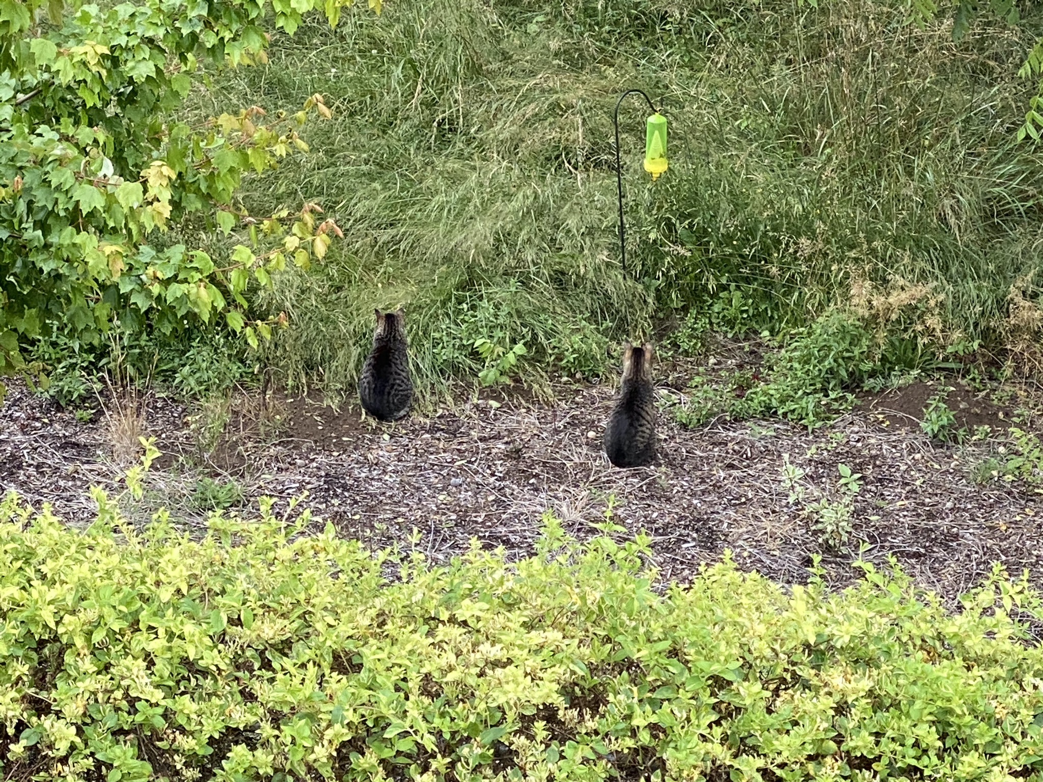 Cats