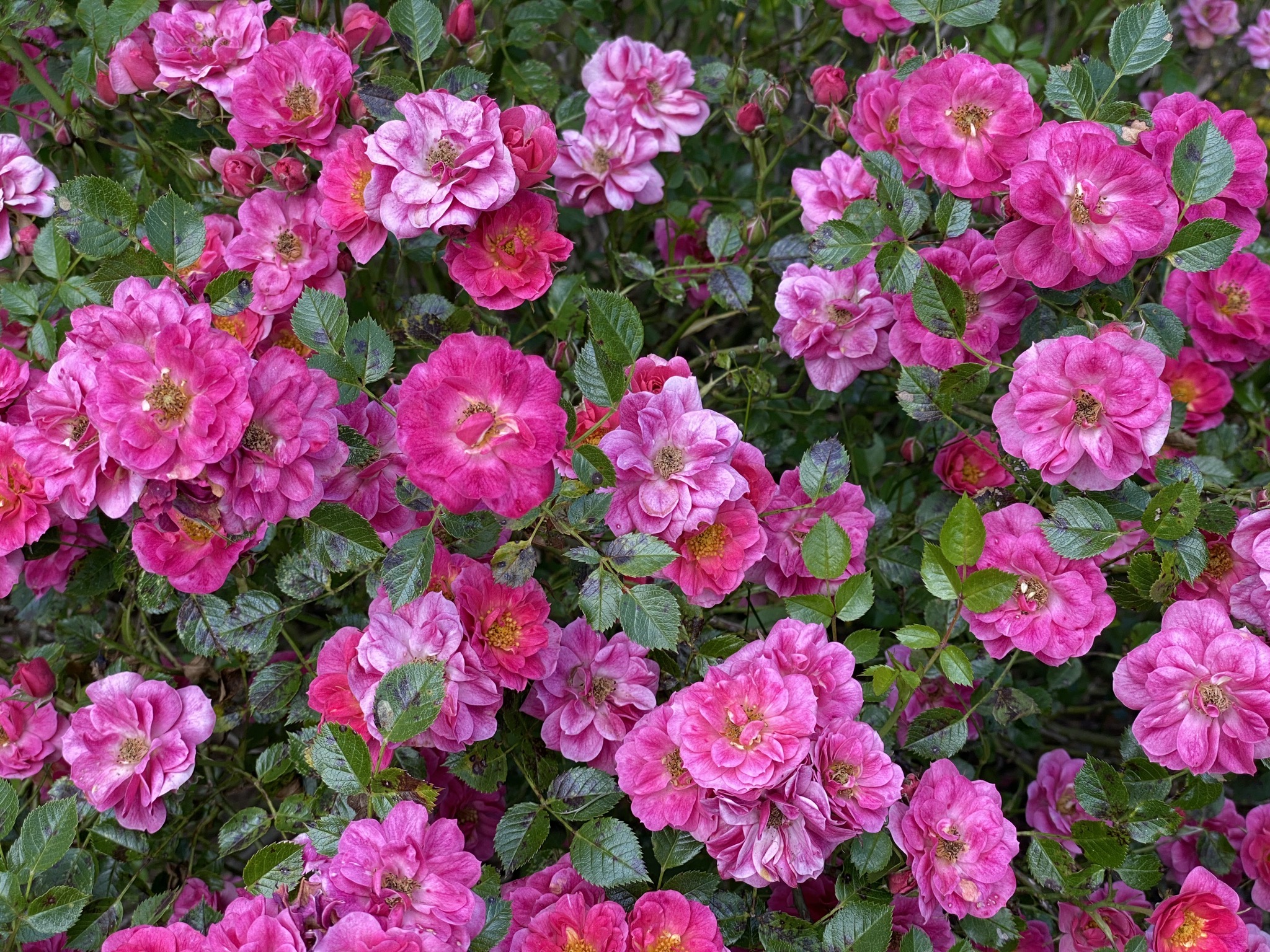 Roses