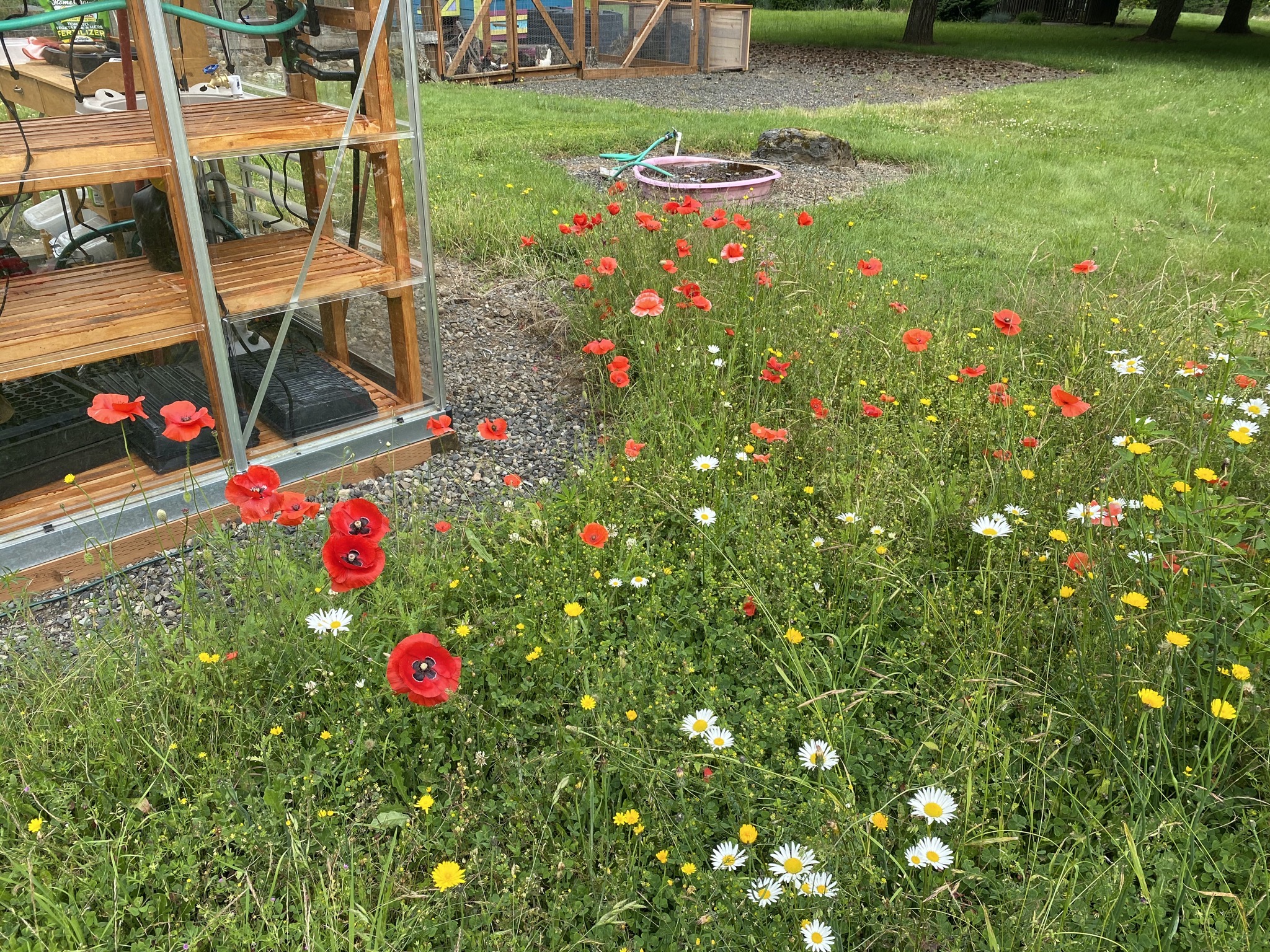 Wild poppies etc