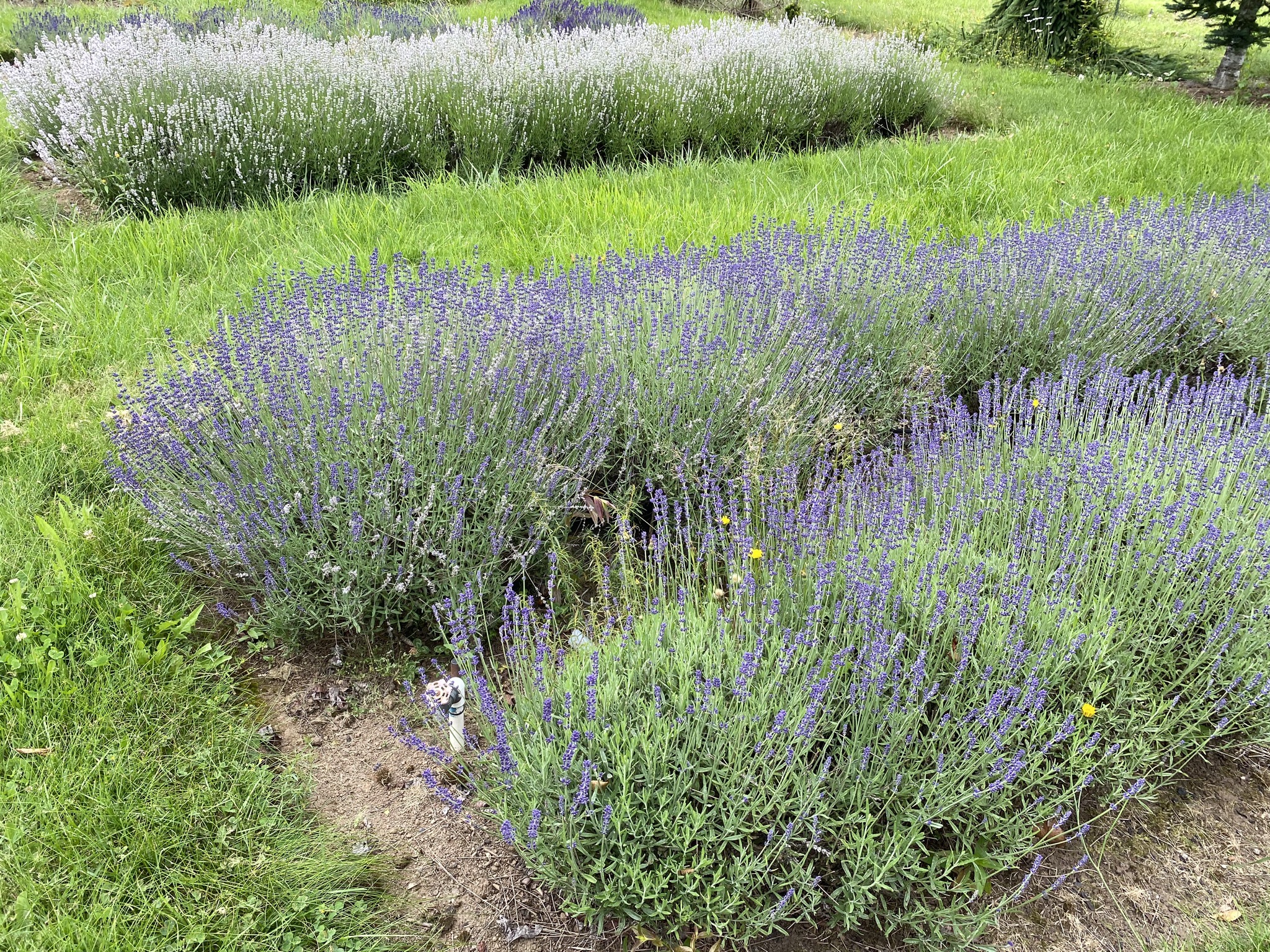 Lavender