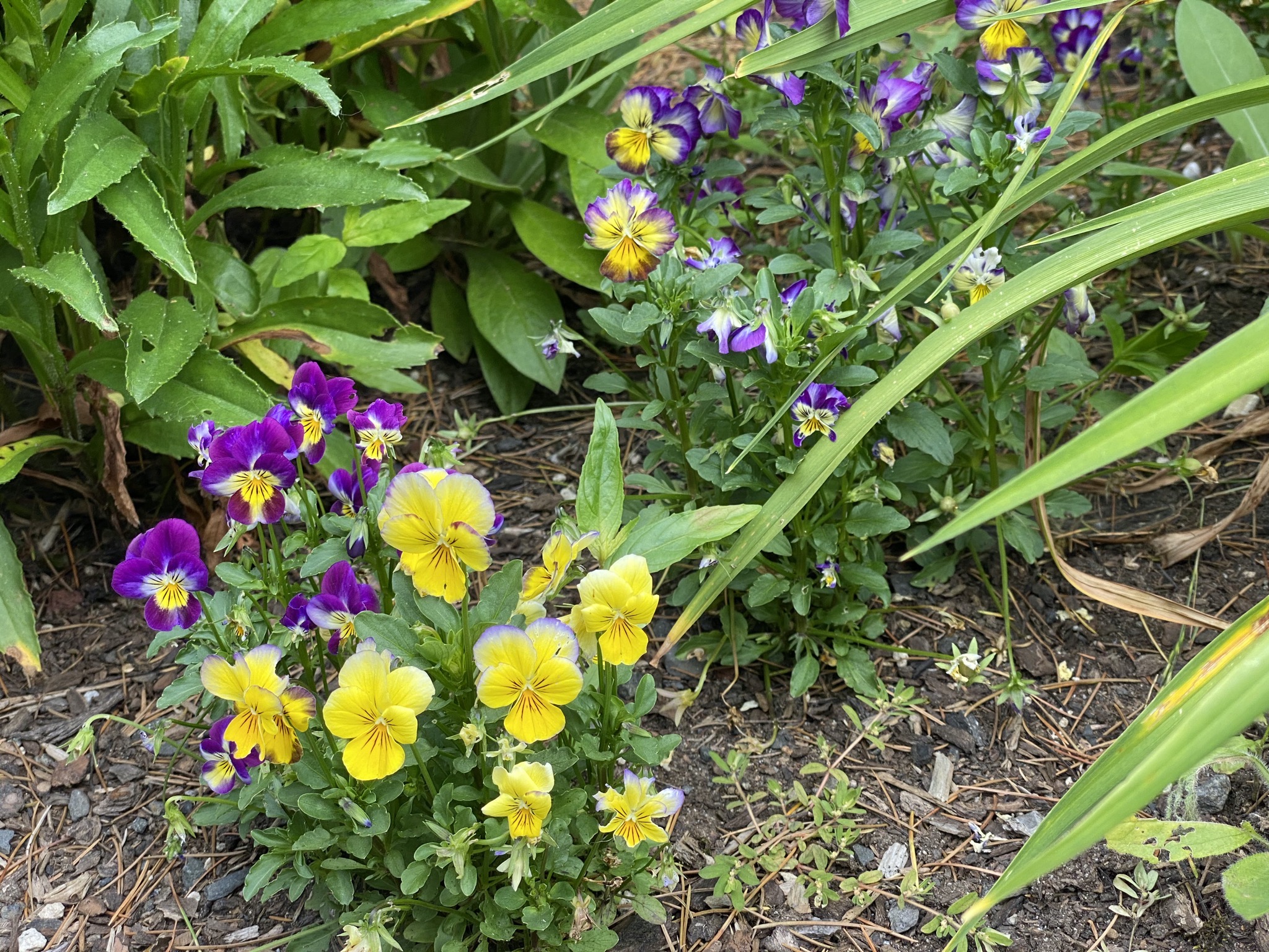 Pansies