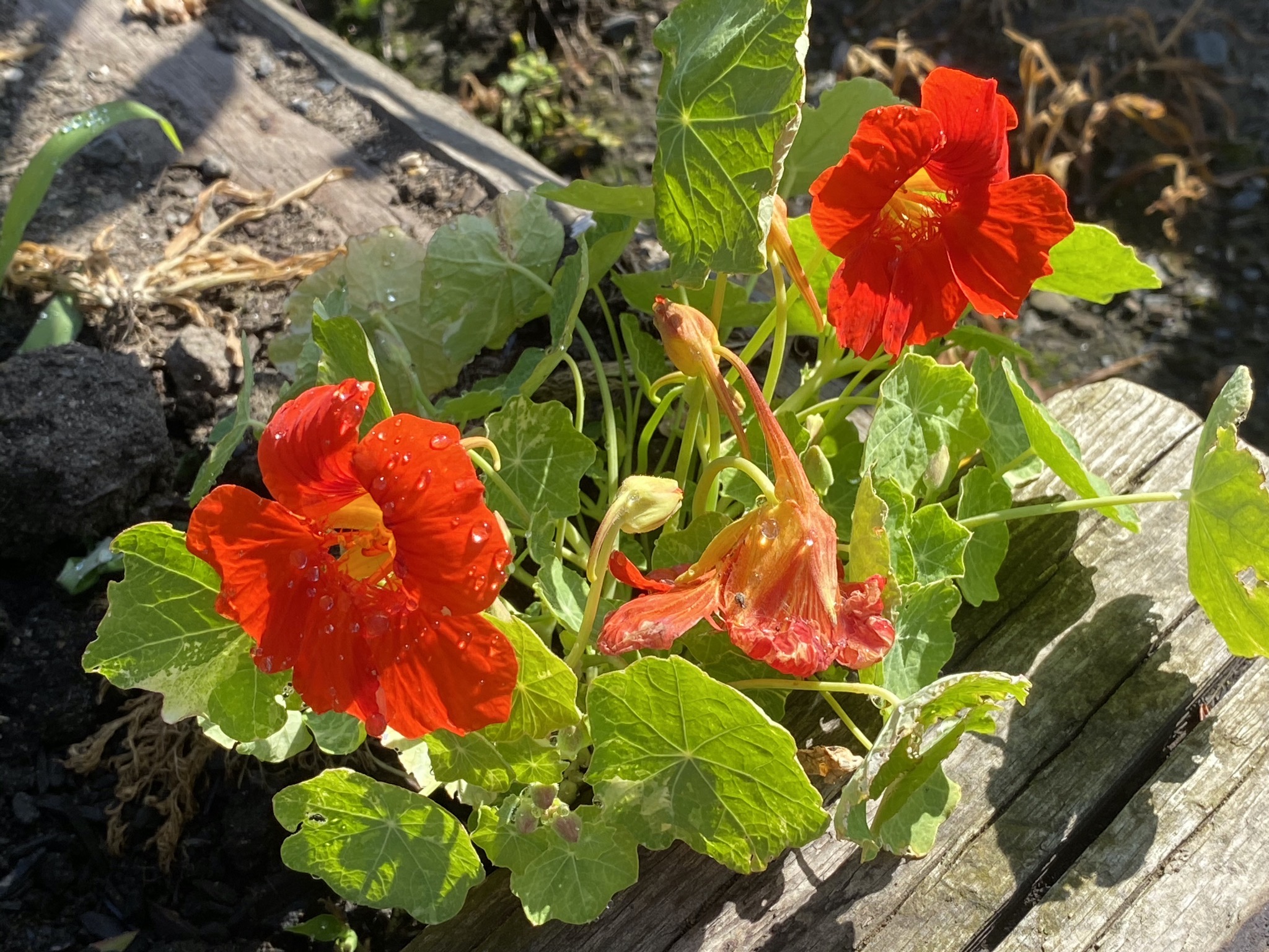 Nasturtium