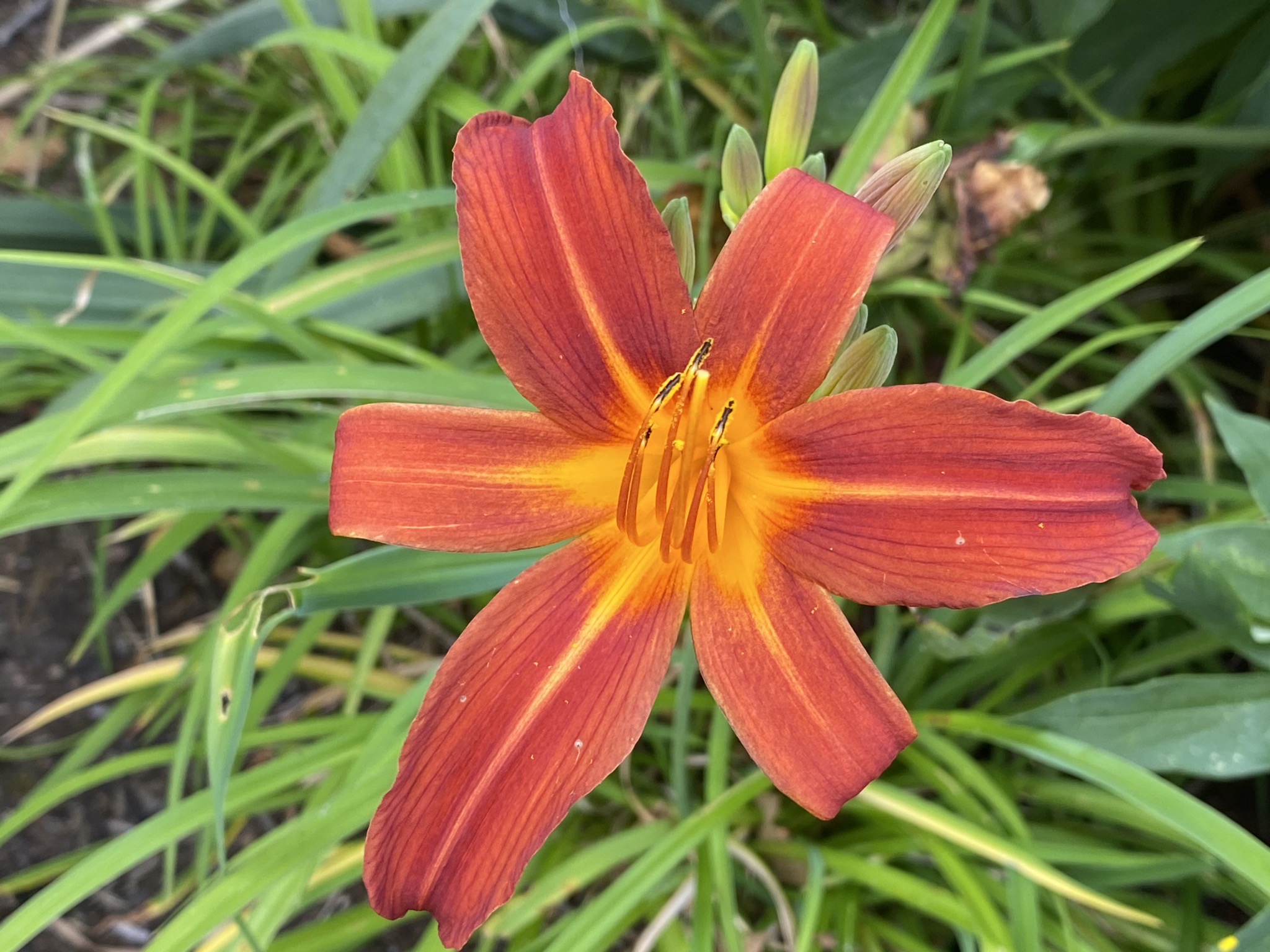 Daylily