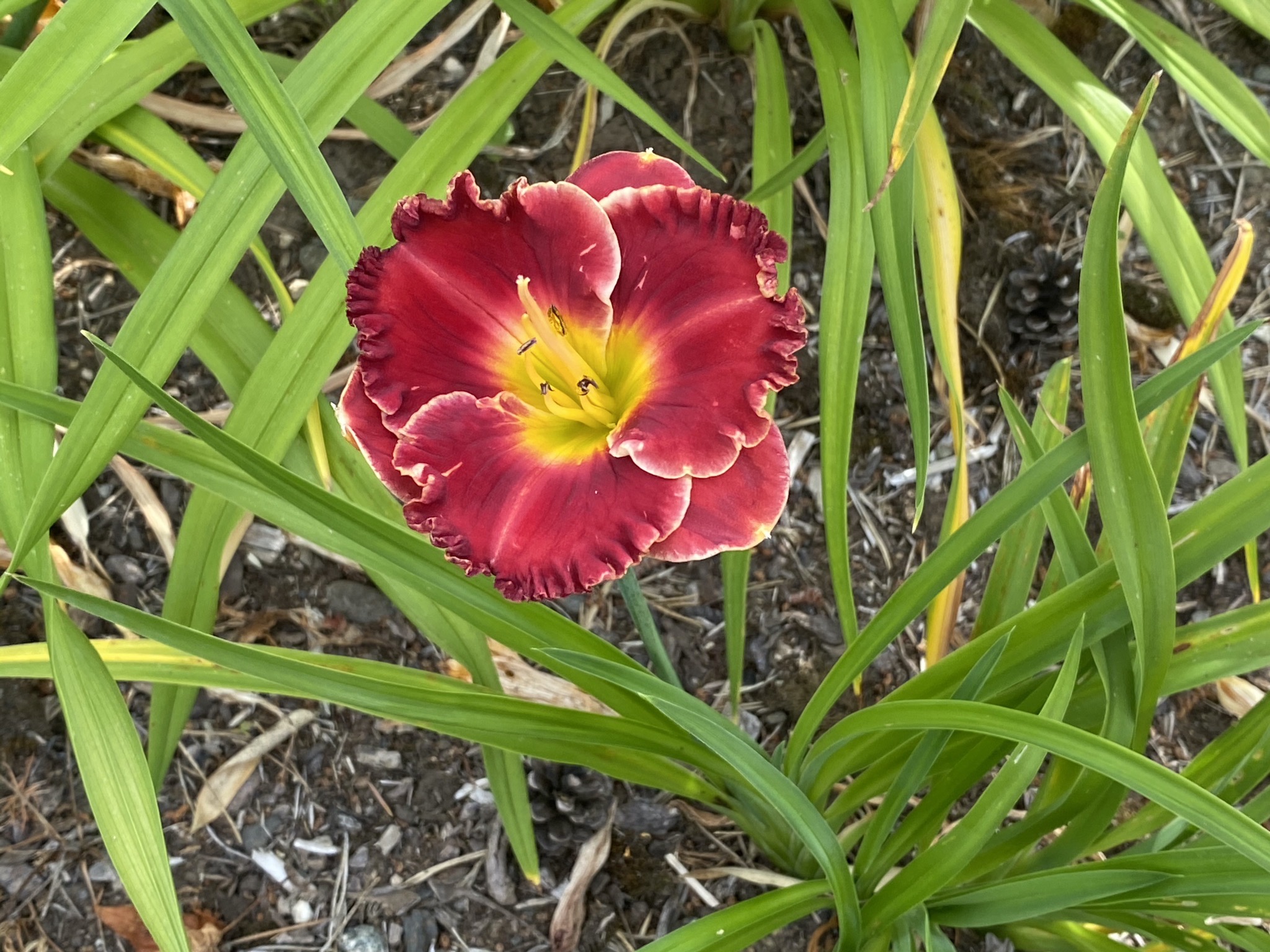 Daylily