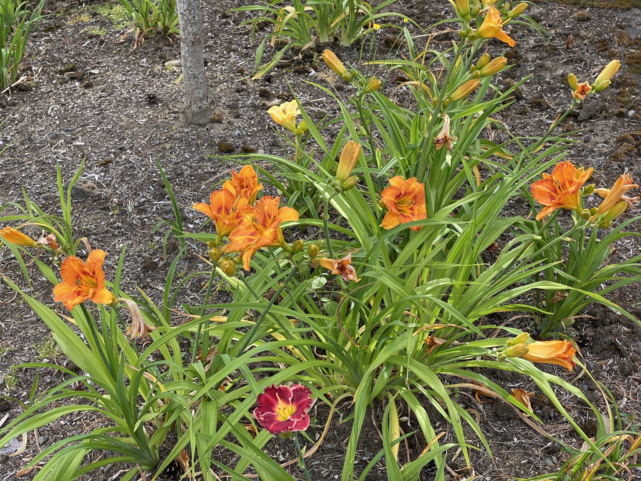 Daylilies