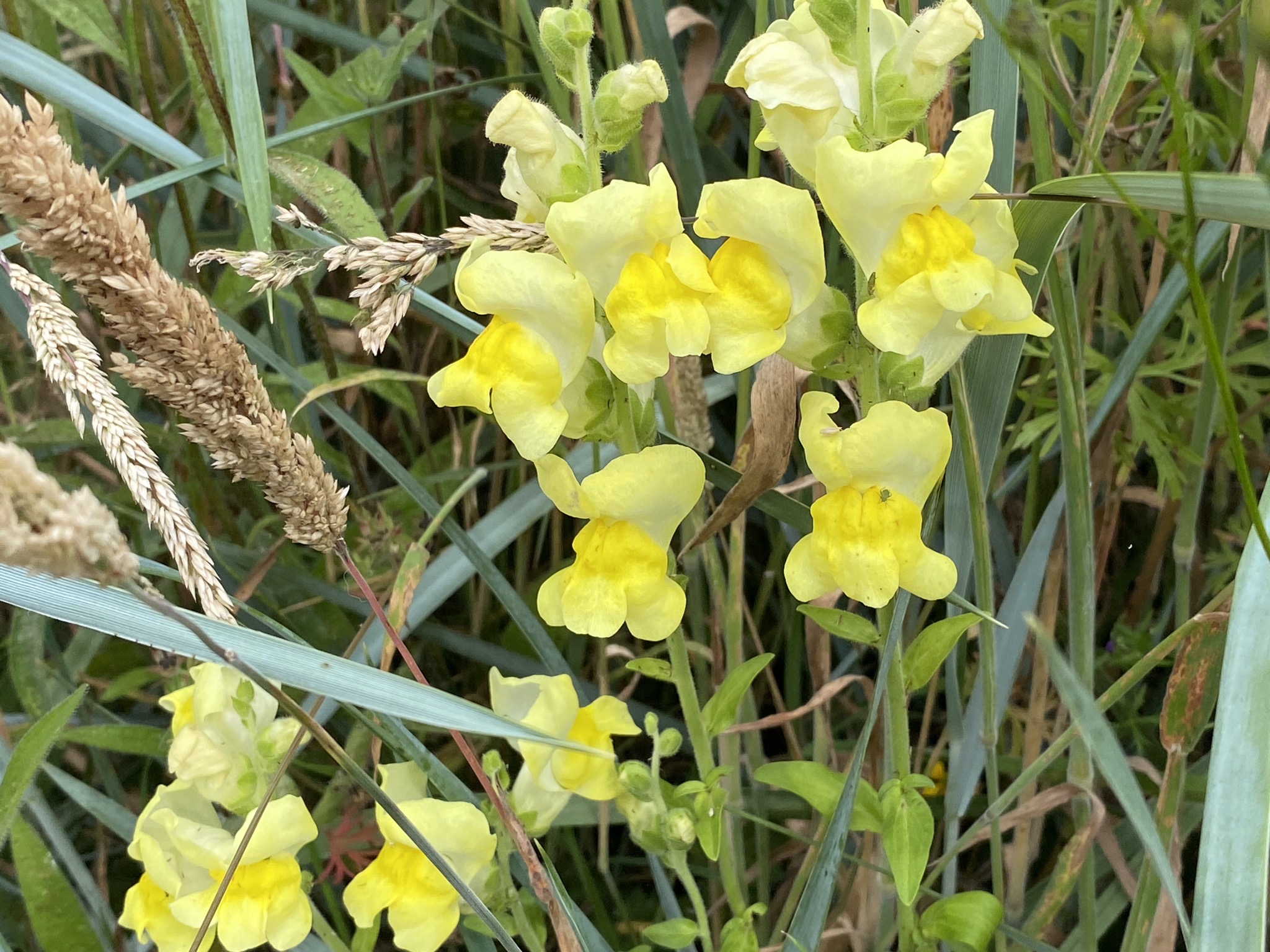 Snapdragons