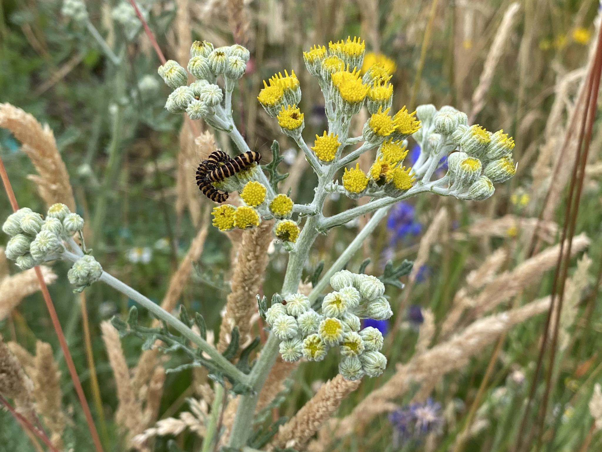 Dusty Miller