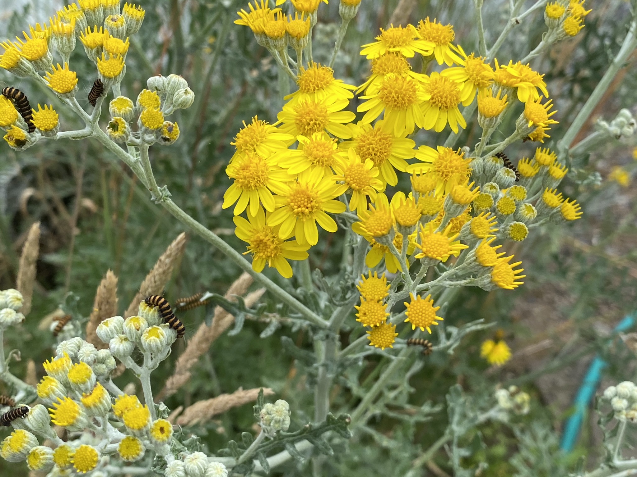 Dusty Miller