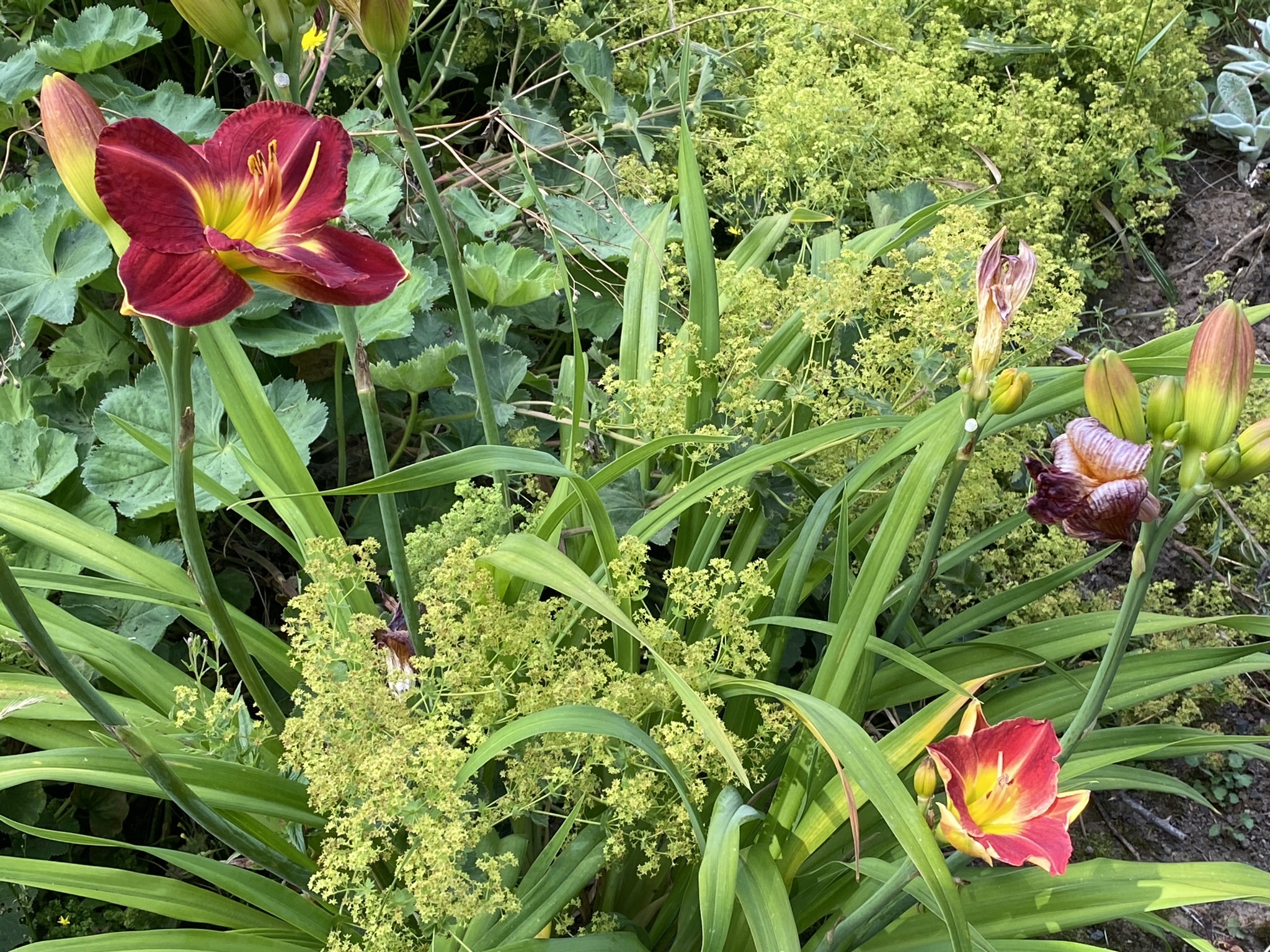 Daylilies