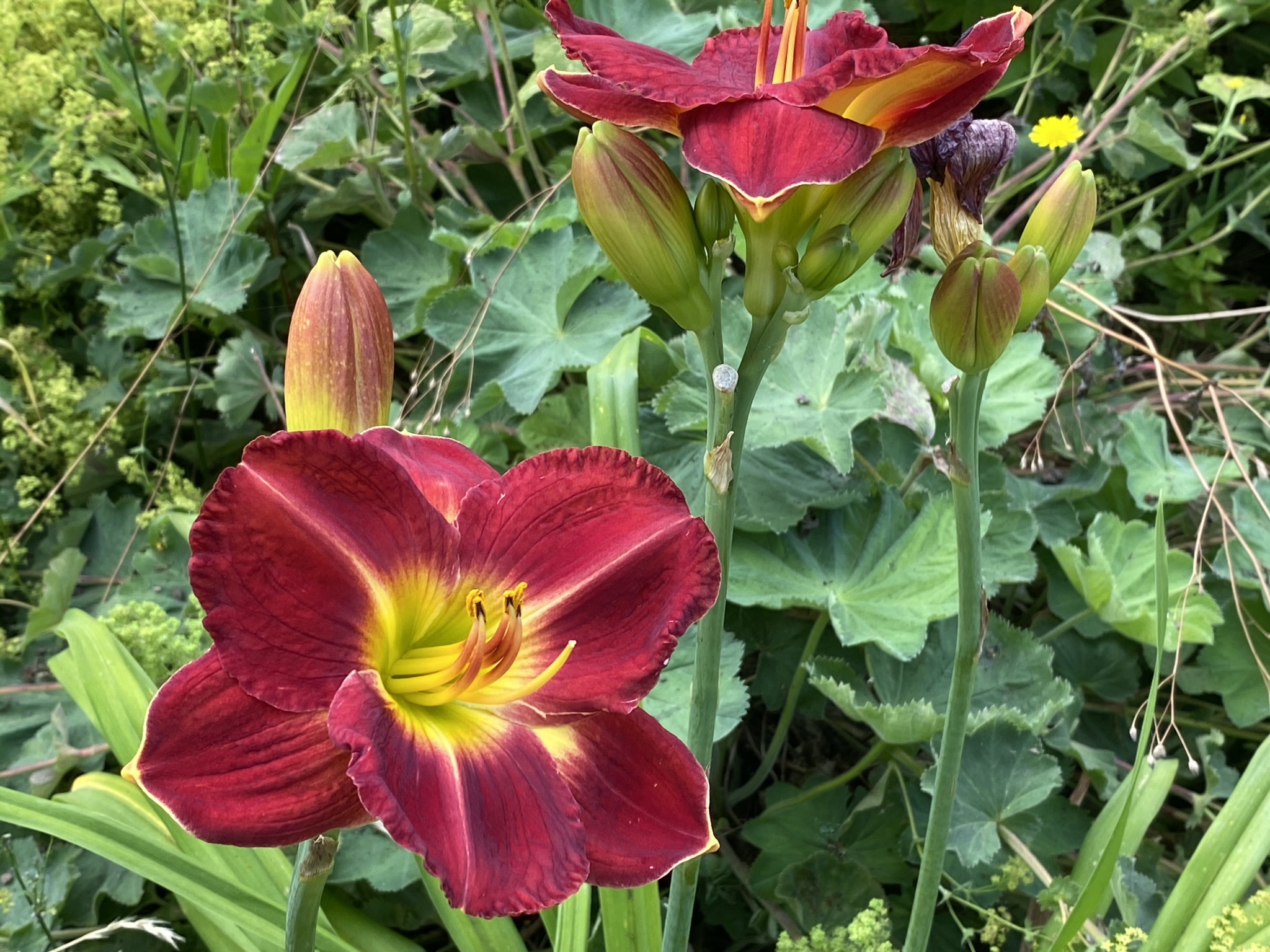 Daylilies