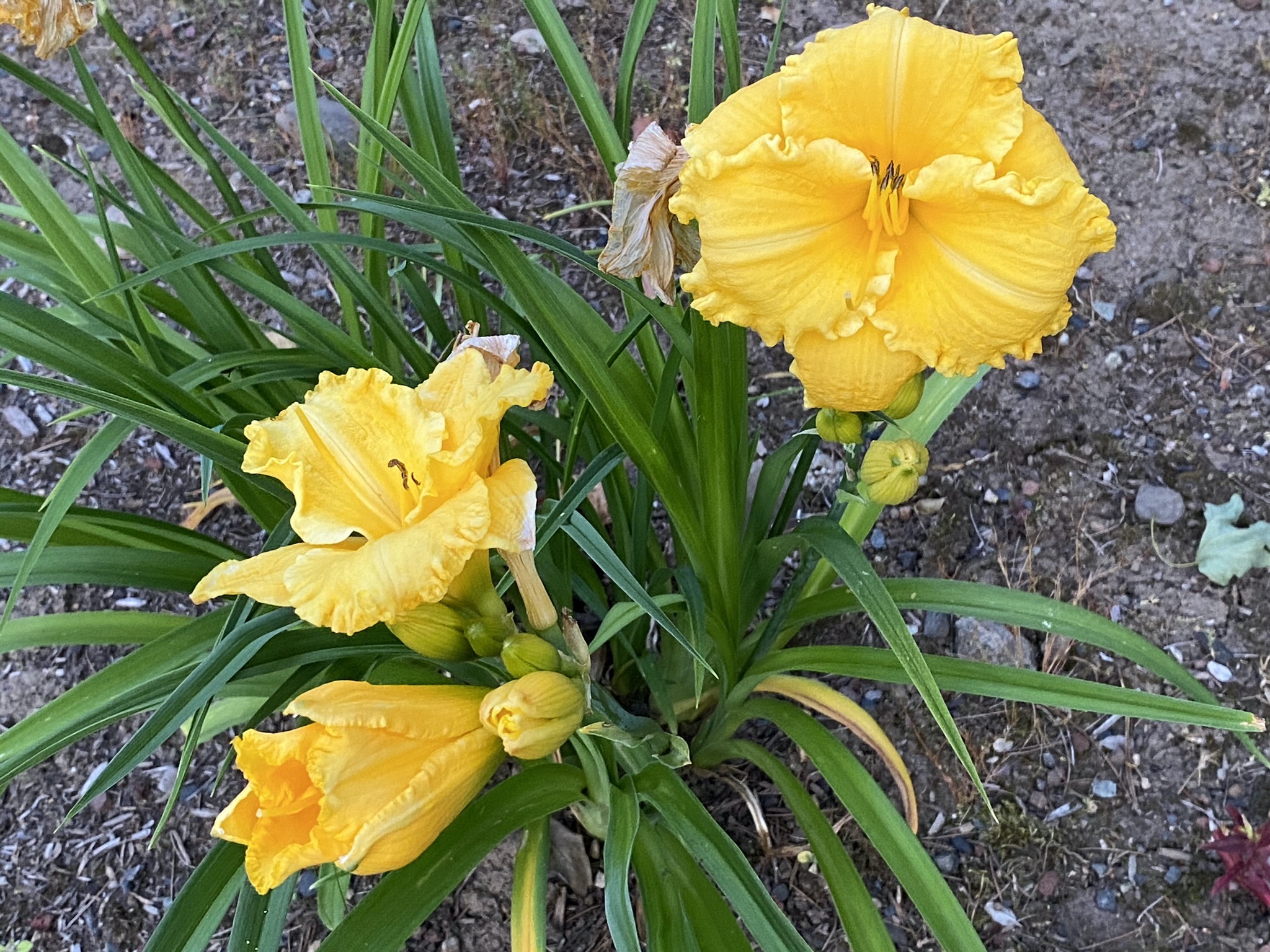Daylilies