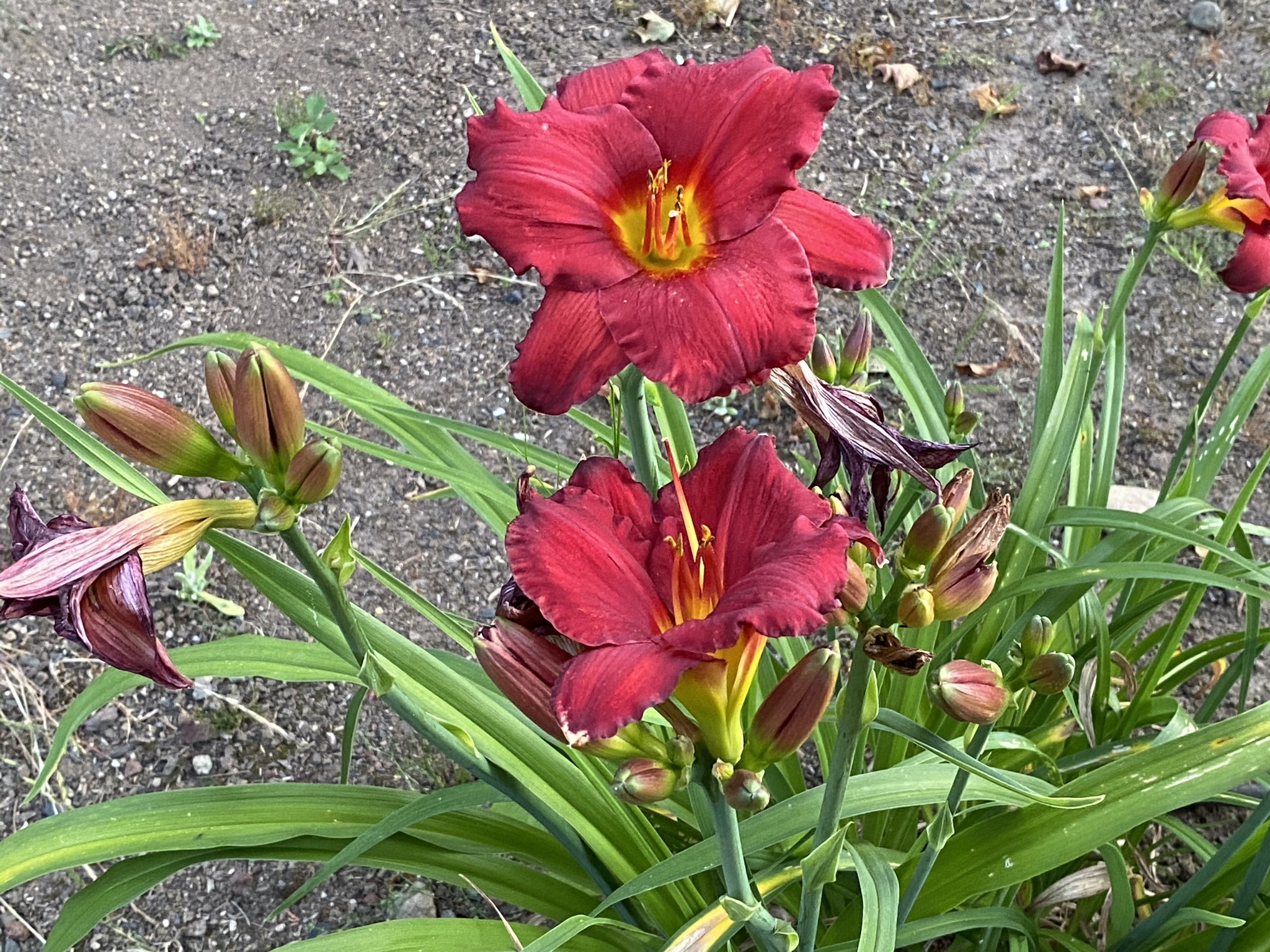 Daylilies