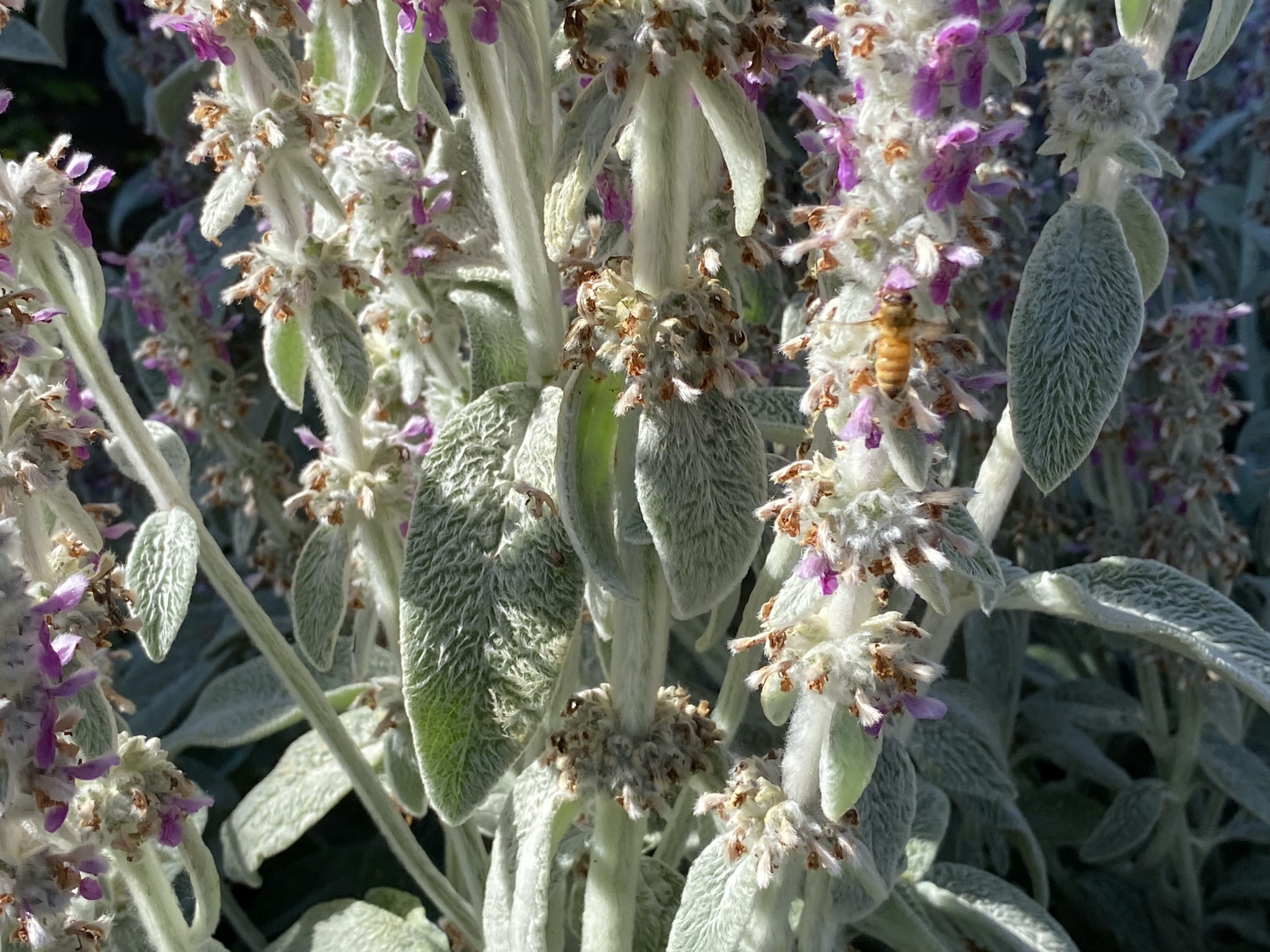 Lamb's ear