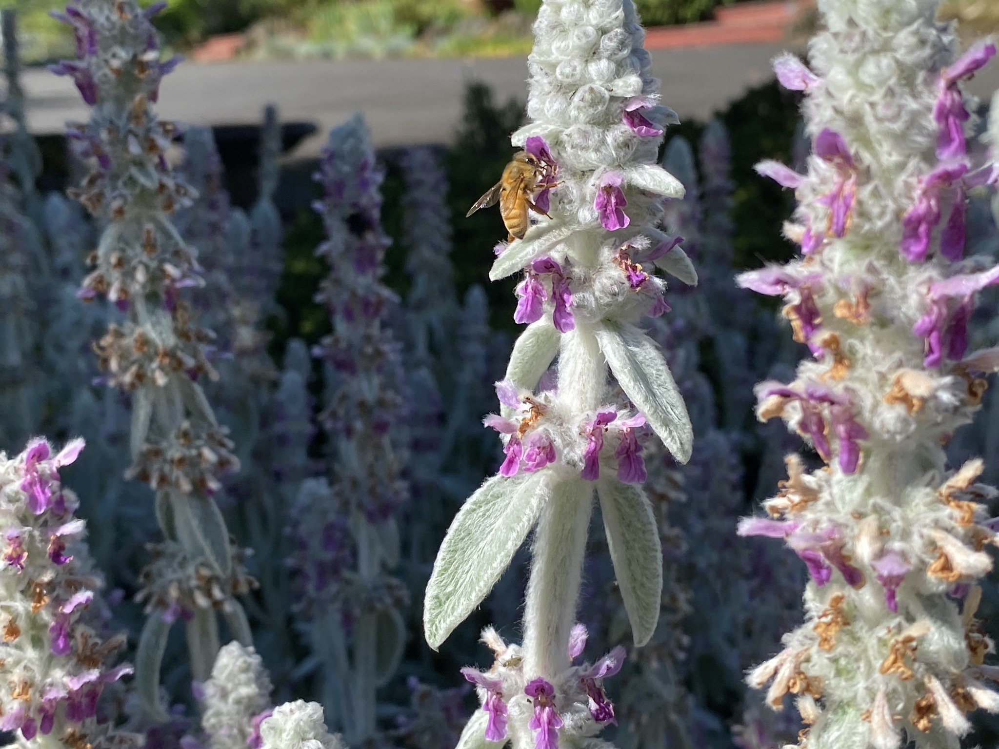 Lamb's ear