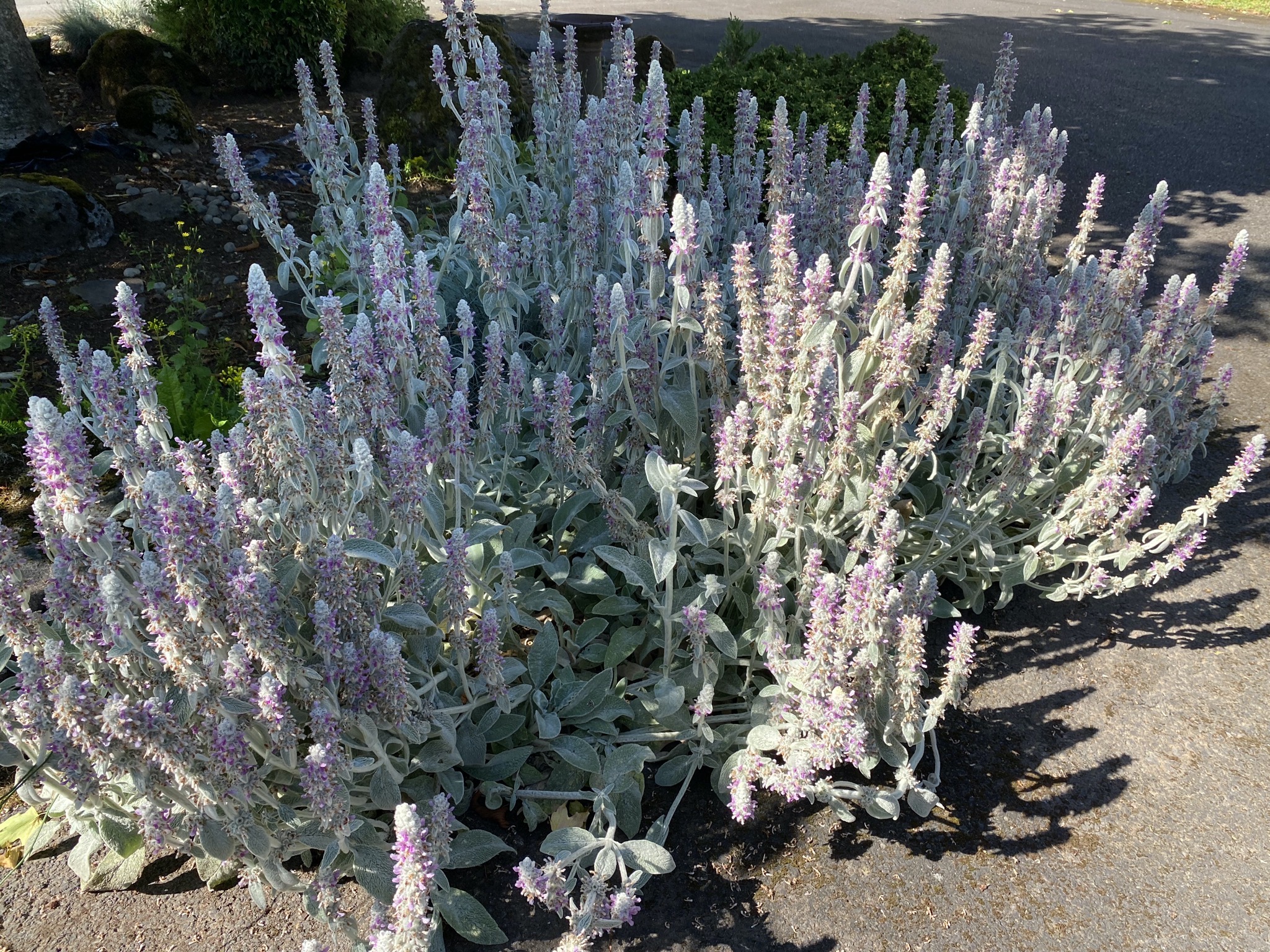 Lamb's ear